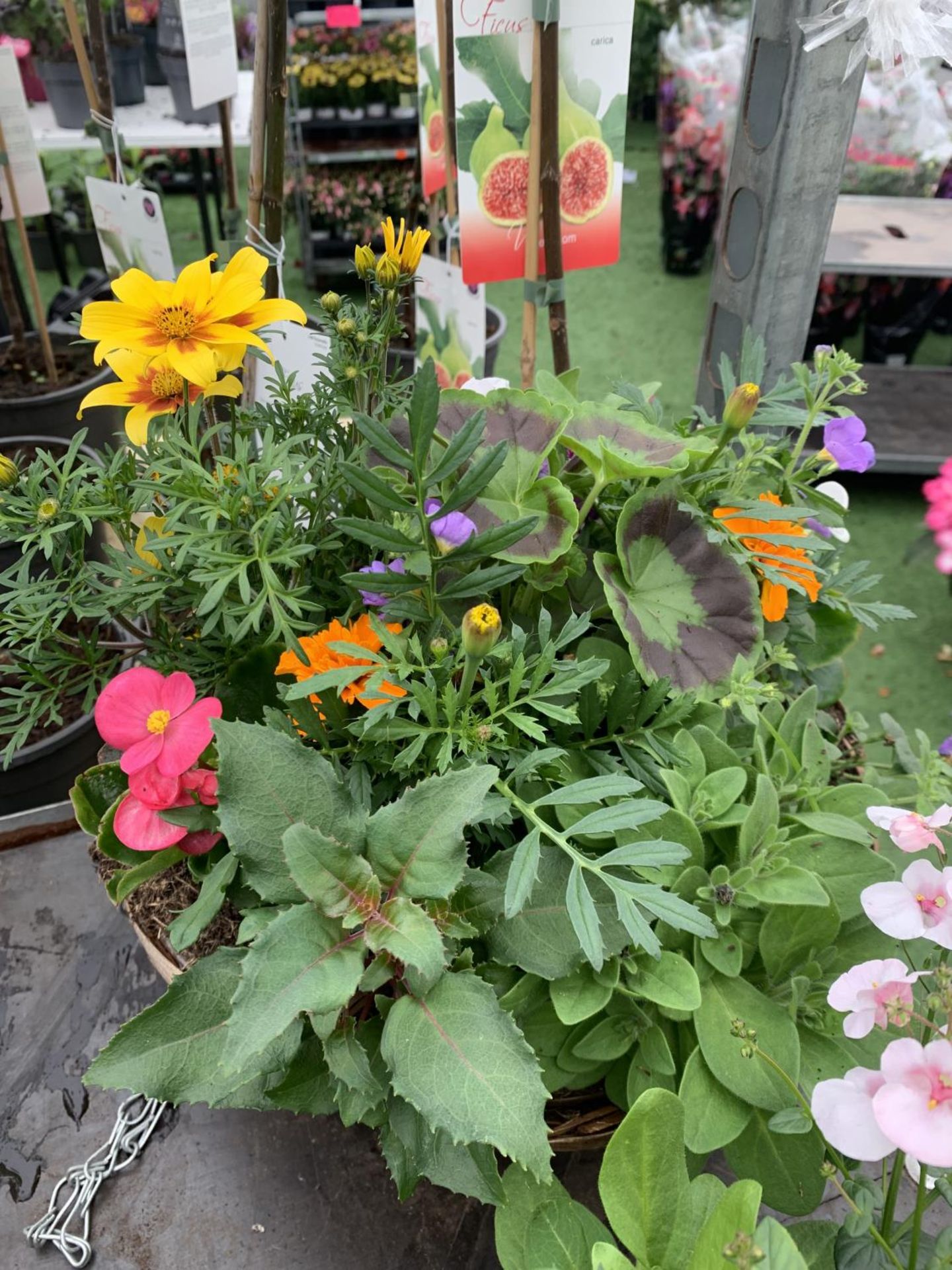 TWO WICKER HANGING BASKETS WITH MIXED BEDDING AND TRAILING PLANTS TO INCLUDE PETUNIA, MARIGOLD, - Image 2 of 6