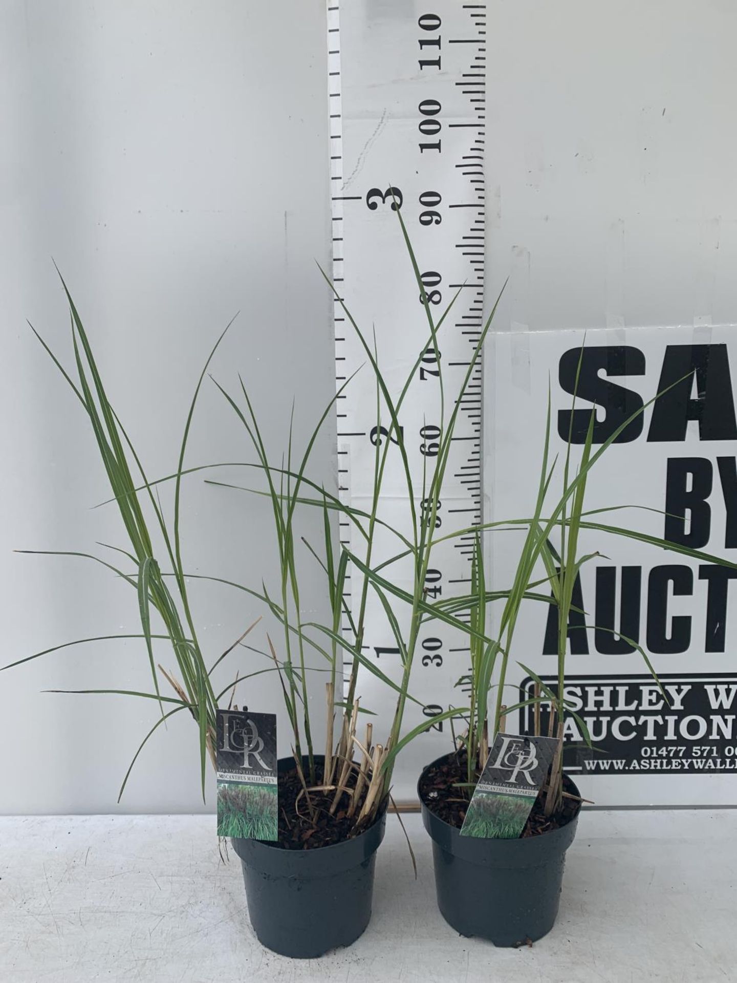 TWO ORNAMENTAL GRASSES MISCANTHUS MALEPARTUS IN 4 LTR POTS APPROX 70CM IN HEIGHT PLUS VAT TO BE SOLD