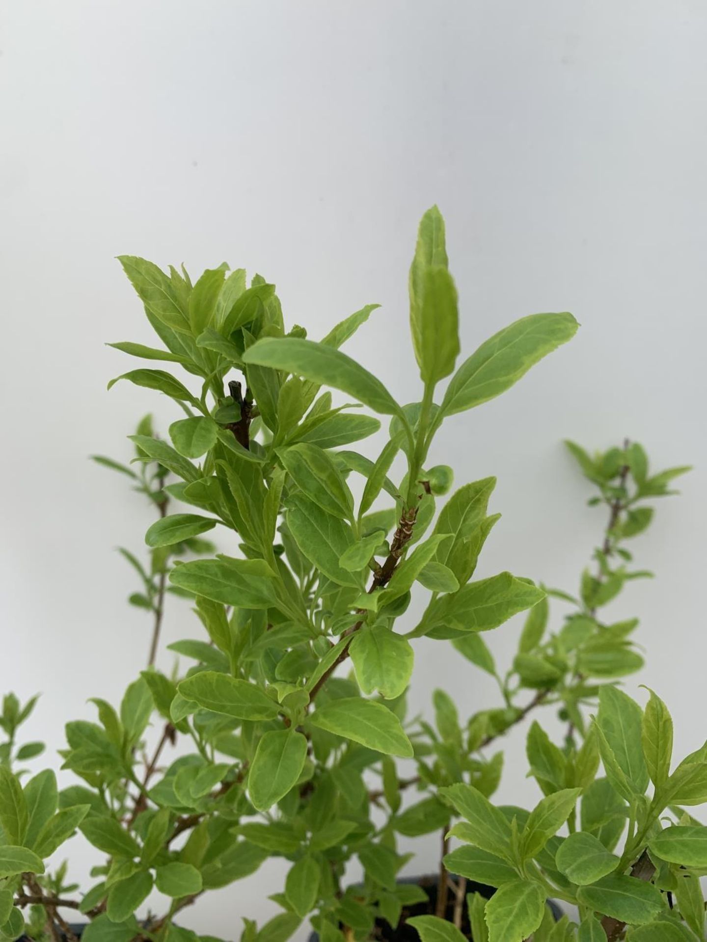 TWO FORSYTHIA 'MINIGOLD' APPROX 60CM IN HEIGHT IN 2 LTR POTS PLUS VAT TO BE SOLD FOR THE TWO - Image 6 of 6