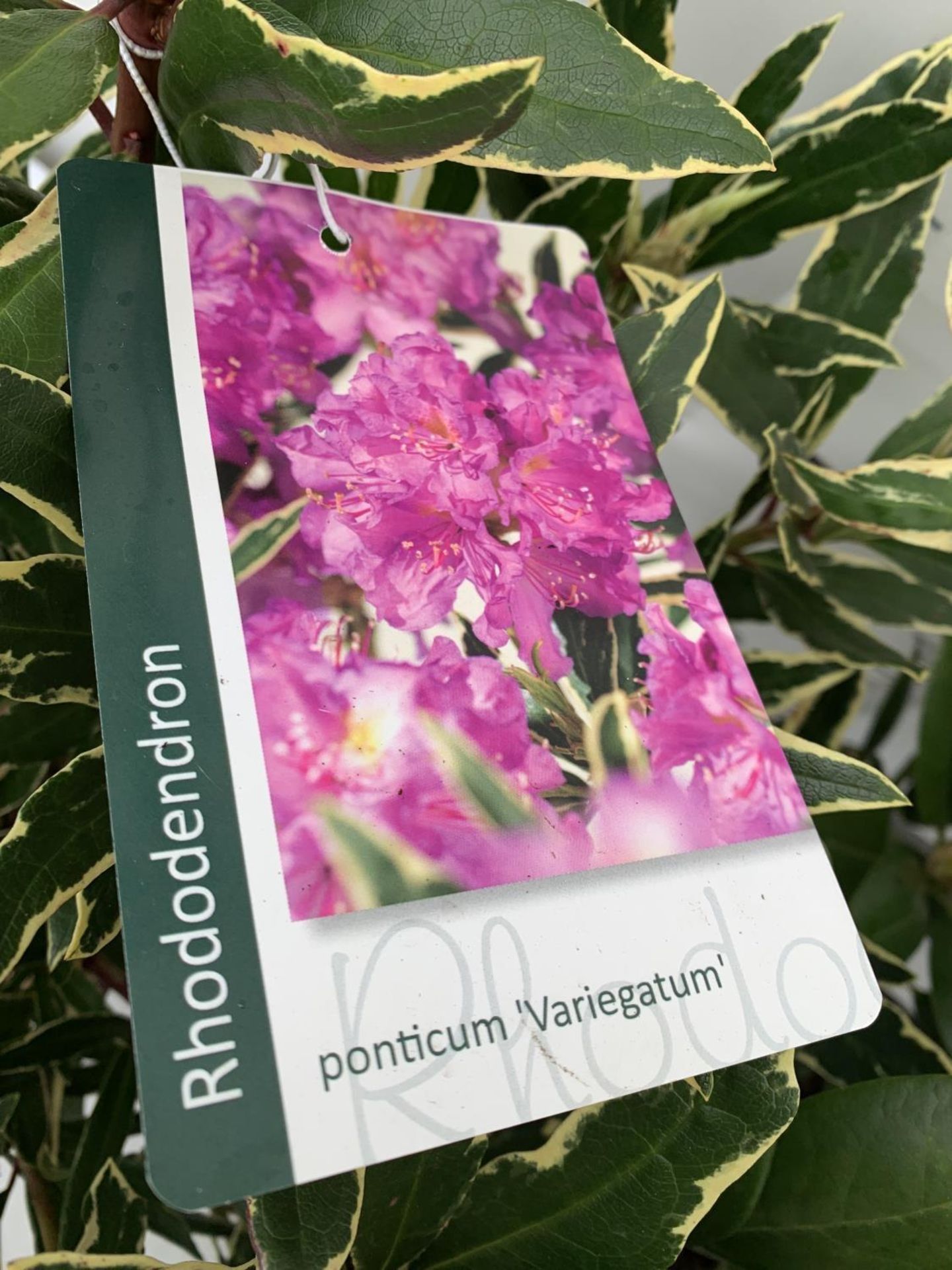 TWO RHODODENDRON PONTICUM VARIEGATUM AND VIRGINIA RICHARDS IN 5 LTR POTS 60CM TALL PLUS VAT TO BE - Image 6 of 6