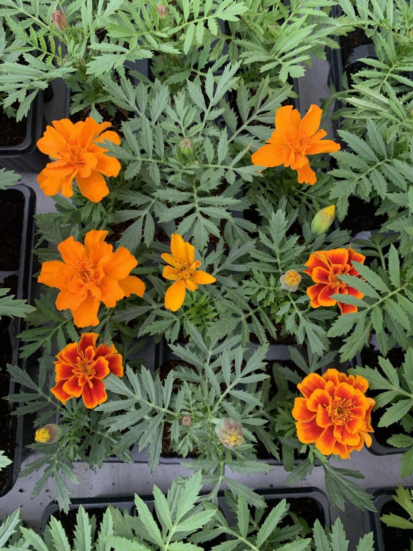 NINE TRAYS OF MARIGOLD PLANTS WITH NINE PLANTS IN EACH TRAY PLUS VAT TO BE SOLD FOR THE NINE TRAYS - Image 2 of 2