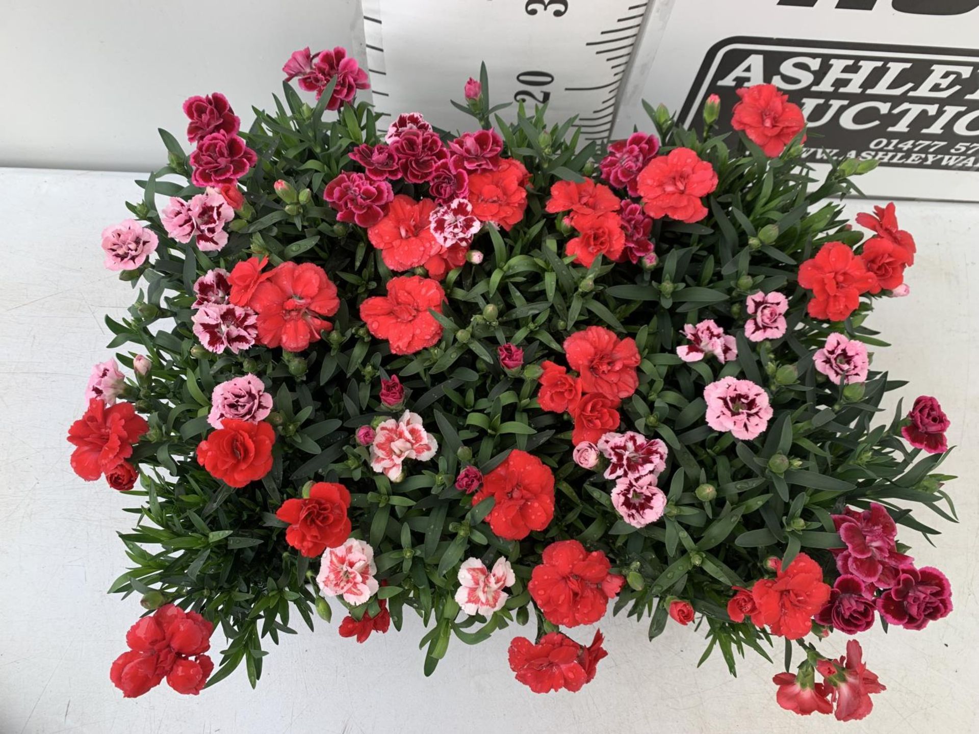 SIX POTS OF DIANTHUS TRIO MIXED WITH THREE VARIETIES IN EACH POT SIZE P15 HEIGHT 30CM TO BE SOLD FOR - Image 2 of 4