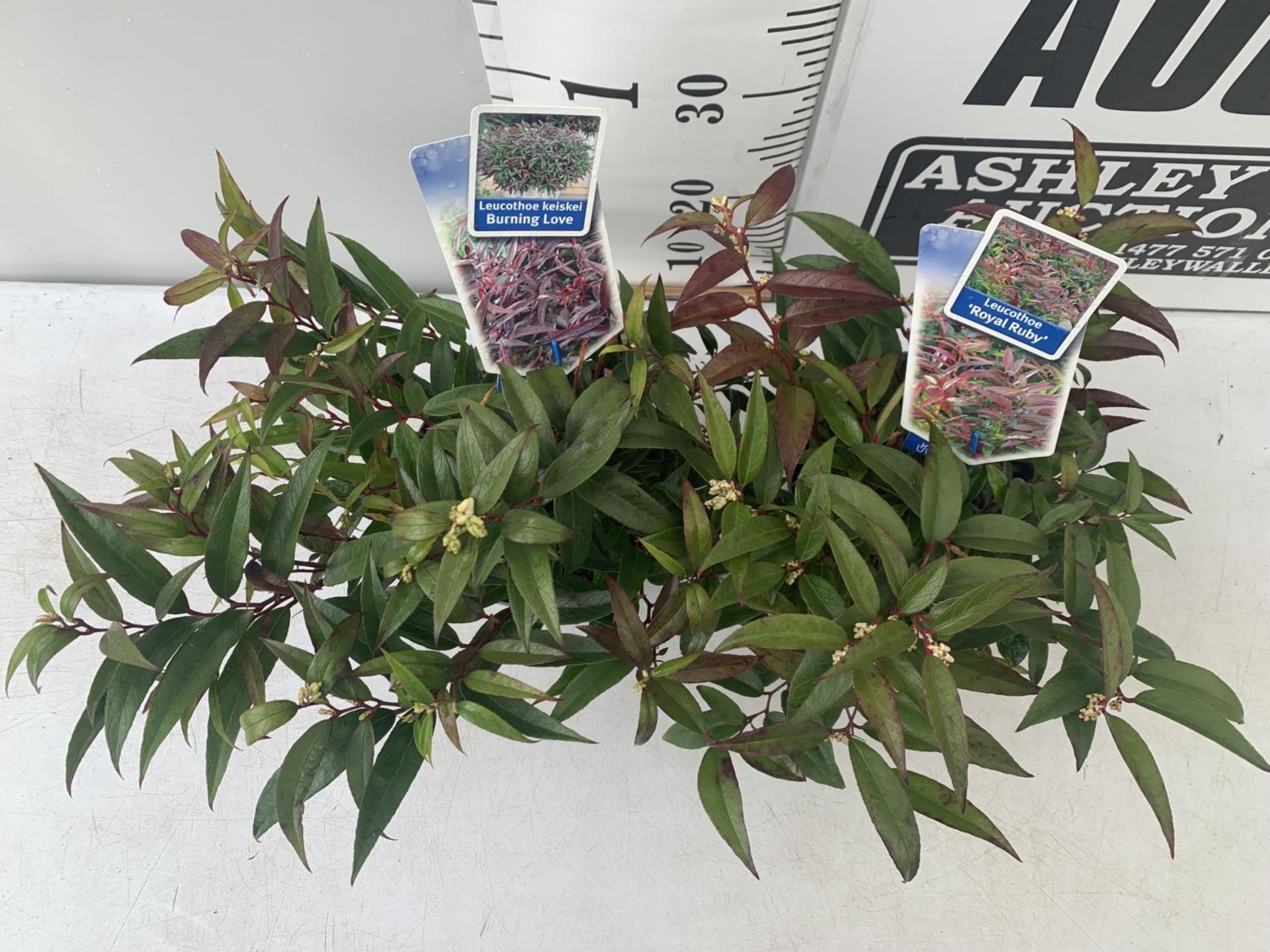 TWO LEUCOTHOE 'ROYAL RUBY' AND 'BURNING LOVE' IN 2 LTR POTS 35CM TALL PLUS VAT TO BE SOLD FOR THE - Image 2 of 6