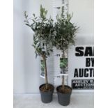 TWO OLIVE EUROPEA STANDARD TREES APPROX 110CM IN HEIGHT IN 3LTR POTS NO VAT TO BE SOLD FOR THE TWO