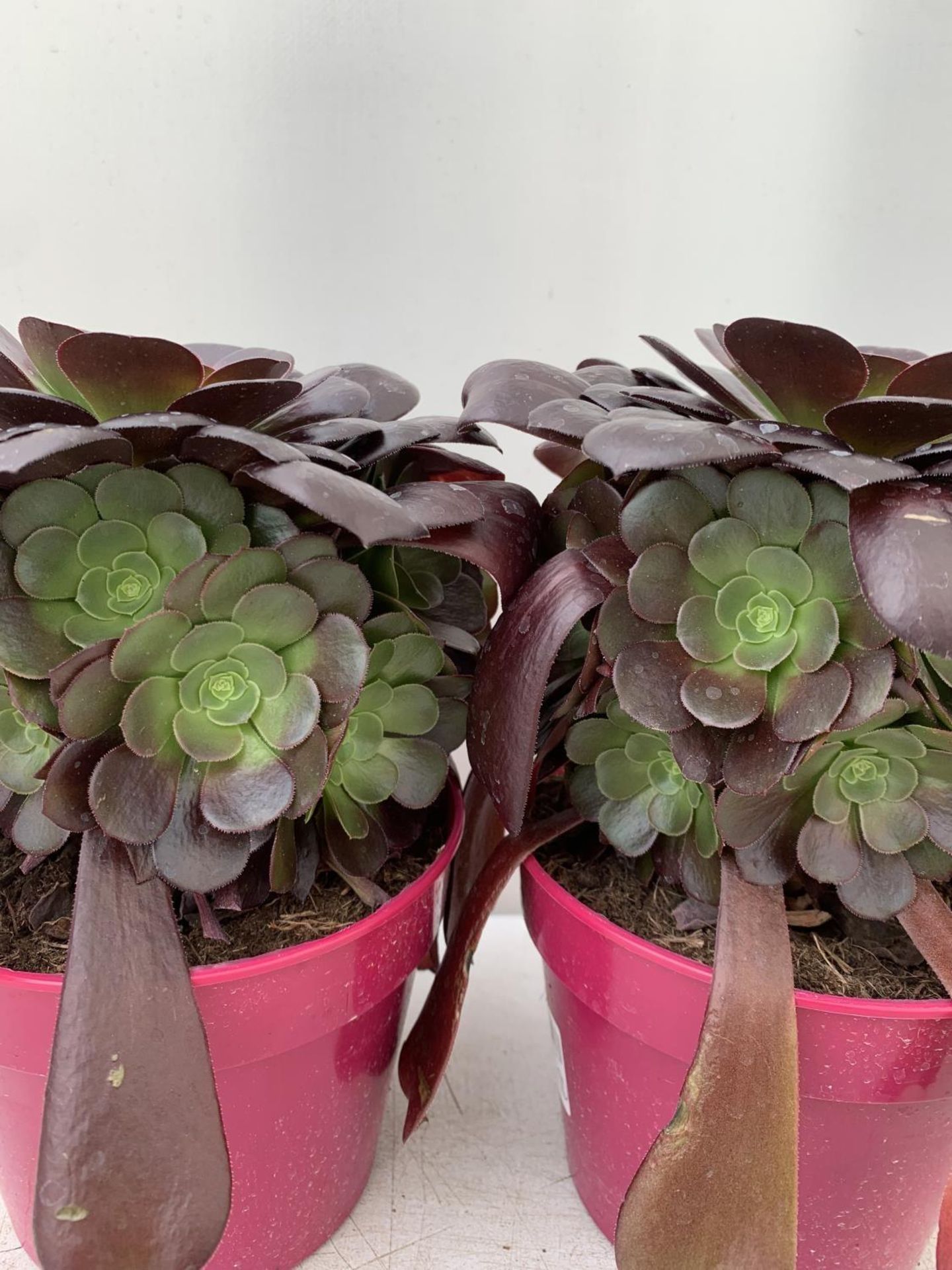TWO AEONIUM ARBOREUM VELOURS IN 1 LTR POTS 25CM IN HEIGHT PLUS VAT TO BE SOLD FOR THE TWO - Bild 3 aus 4