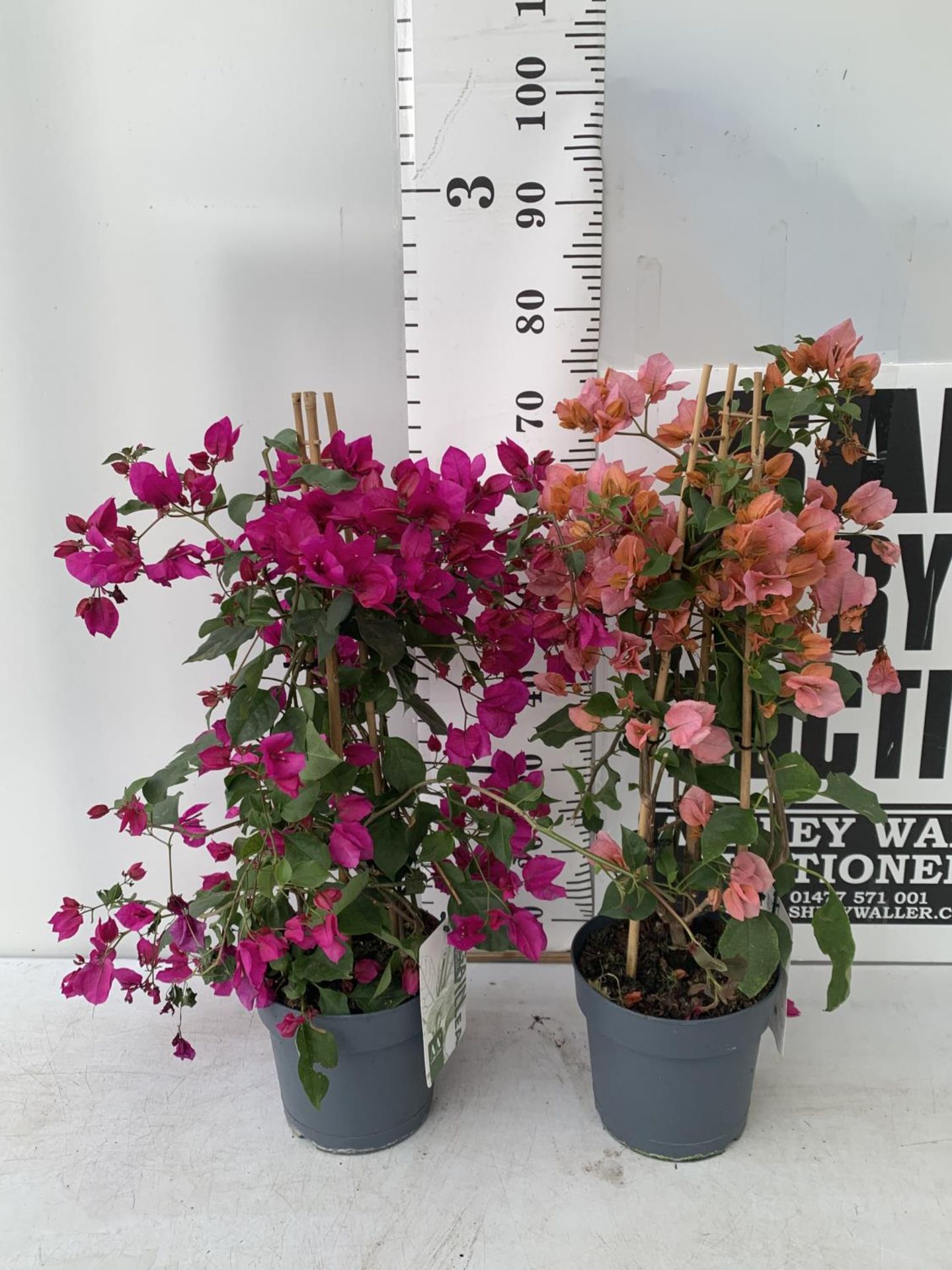 TWO BOUGAINVILLEA SANDERINA ON A PYRAMID FRAME, 3 LTR POTS HEIGHT 70-80CM. PATIO READY TO BE SOLD