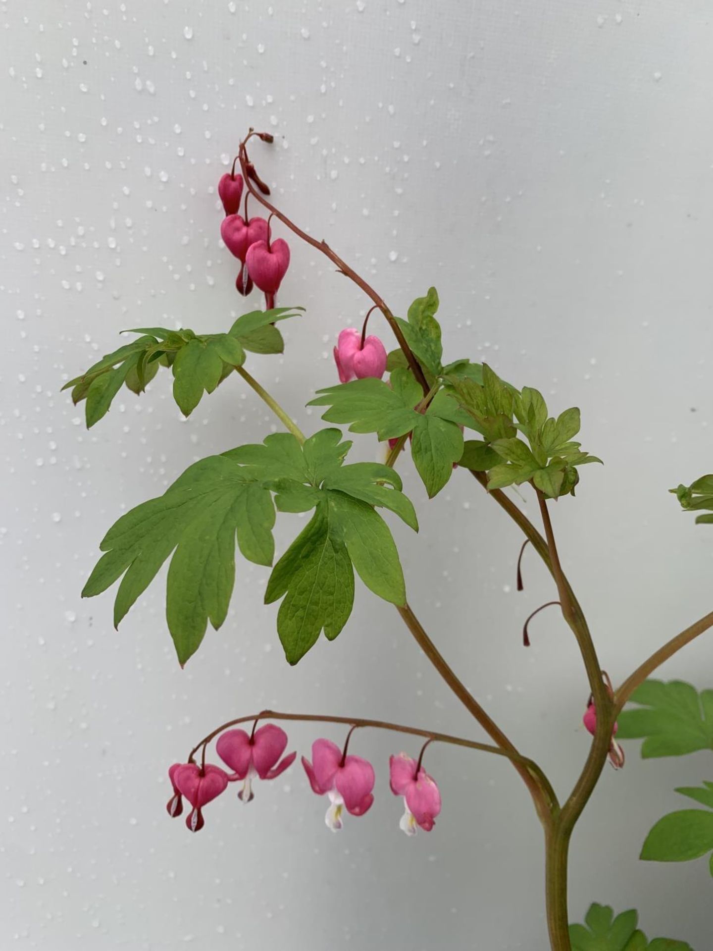 SIX DICENTRA SPECTABILIS BLEEDING HEART 50CM TALL IN 2 LTR POTS TO BE SOLD FOR THE SIX PLUS VAT - Image 6 of 11