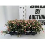 NINE FUCHSIA BELLA PINK IN 20CM POTS 20-30CM TALL TO BE SOLD FOR THE NINE PLUS VAT