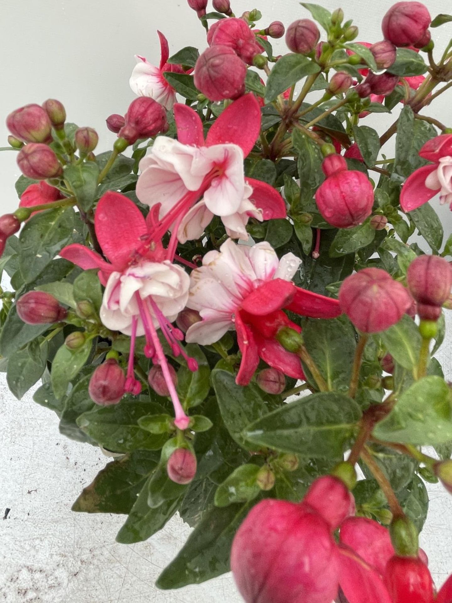 NINE FUCHSIA BELLA IN 20CM POTS 20-30CM TALL TO BE SOLD FOR THE NINE PLUS VAT - Image 5 of 5