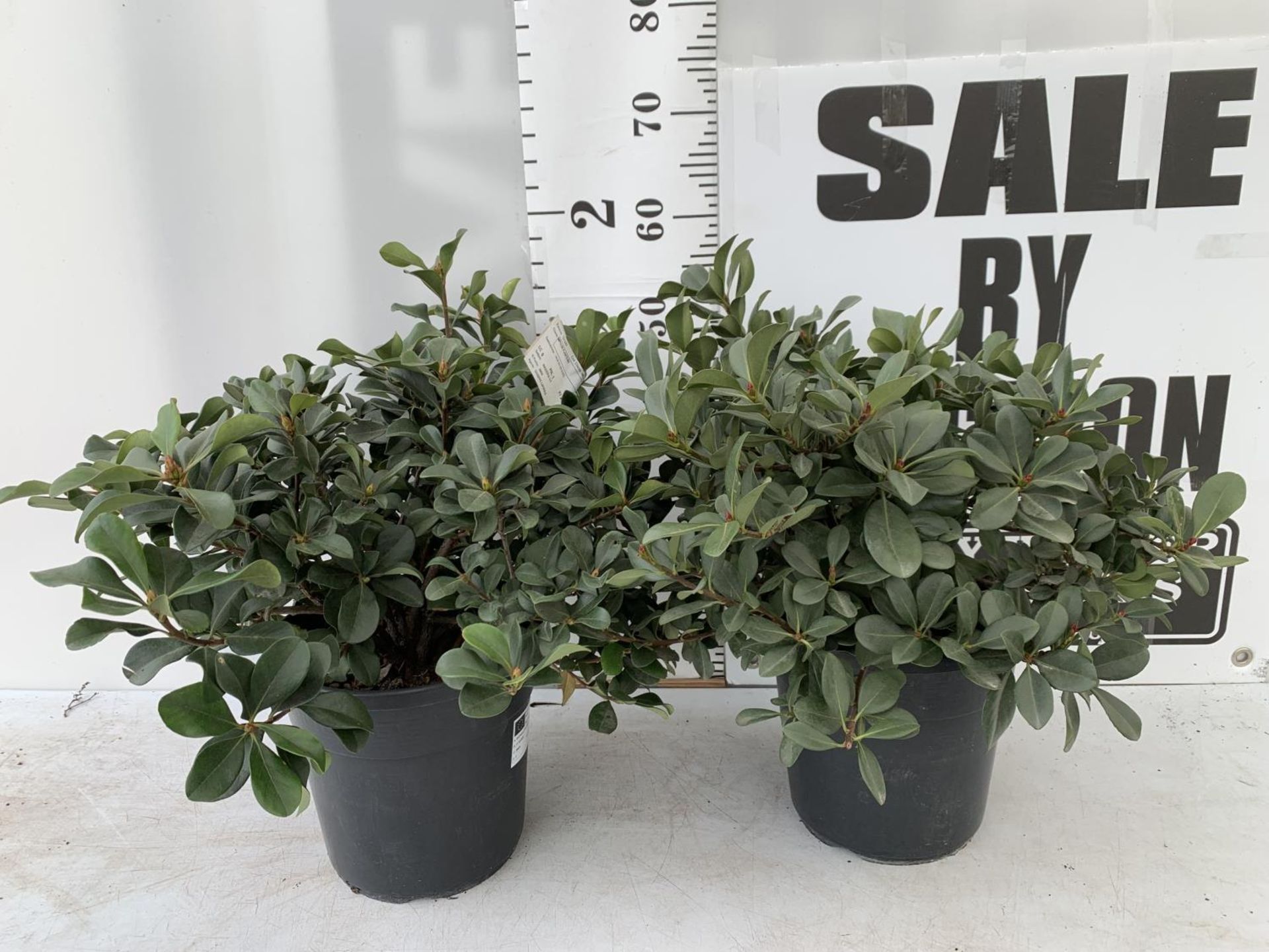 TWO RHAPIOLEPIS UMBELLATA IN 7LTR POTS APPROX 55CM IN HEIGHT PLUS VAT TO BE SOLD FOR THE TWO
