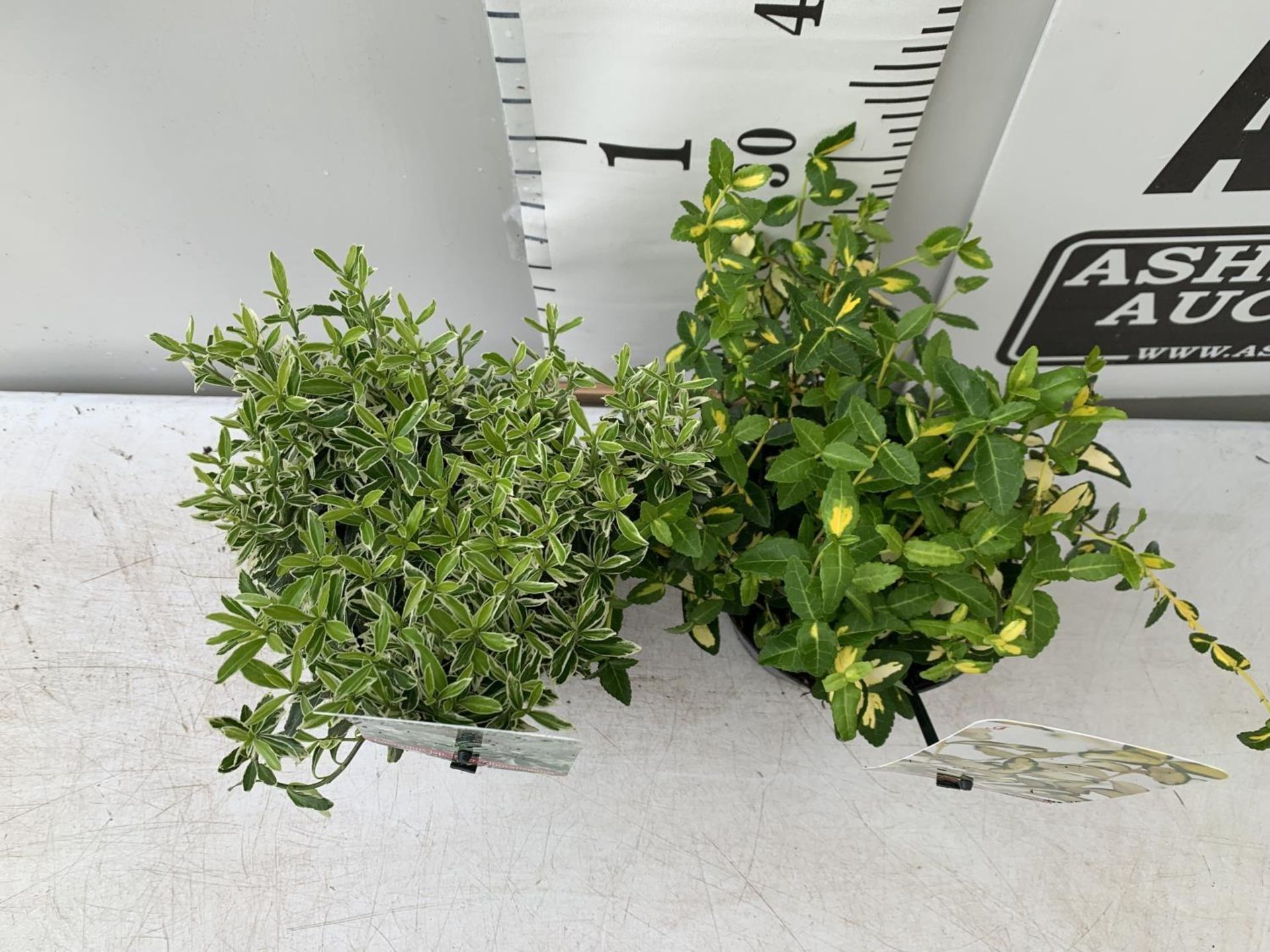 TWO EUONYMUS FORTUNA 'BLONDY' AND JAPONICA 'MICR ALBOVARIEGATUS' IN TWO LTR POTS HEIGHT 35CM PLUS - Image 2 of 6