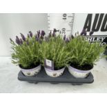 SIX LAVENDULA ST ANOUK COLLECTION IN DECORATIVE METAL POTS TO BE SOLD FOR THE SIX NO VAT
