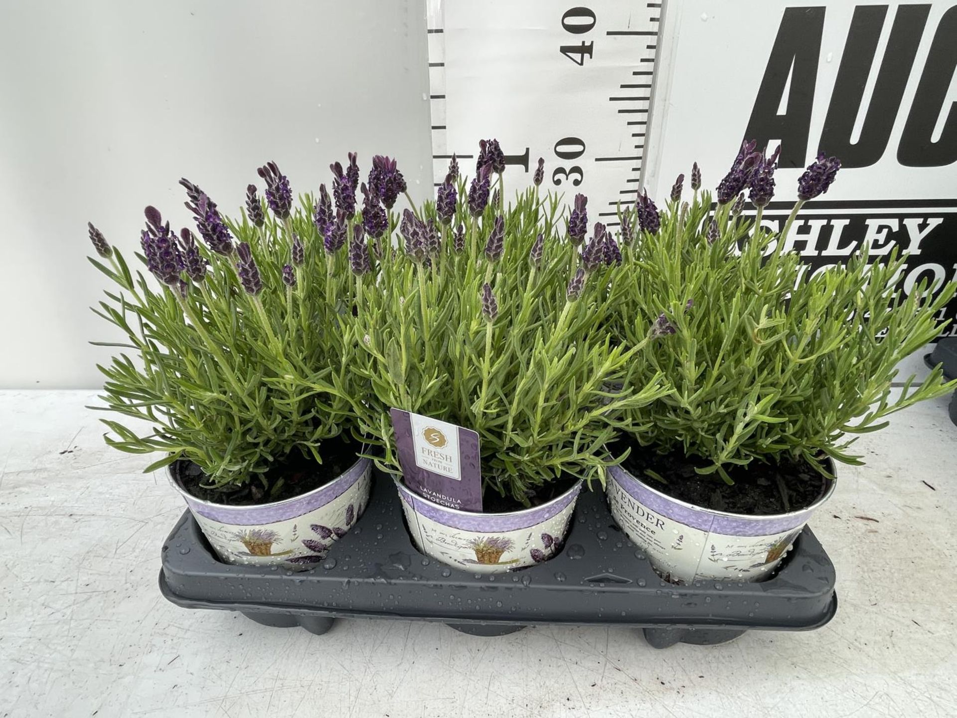 SIX LAVENDULA ST ANOUK COLLECTION IN DECORATIVE METAL POTS TO BE SOLD FOR THE SIX NO VAT