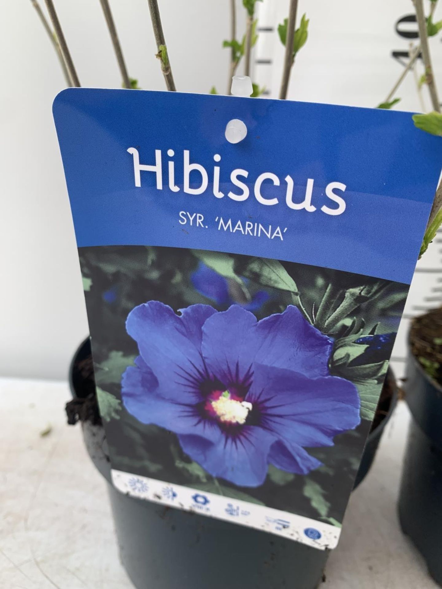 TWO HIBISCUS SYRIACUS WHITE/ PINK 'HAMABO' AND 'MARINA' BLUE APPROX 60CM IN HEIGHT IN 3 LTR POTS - Bild 5 aus 5