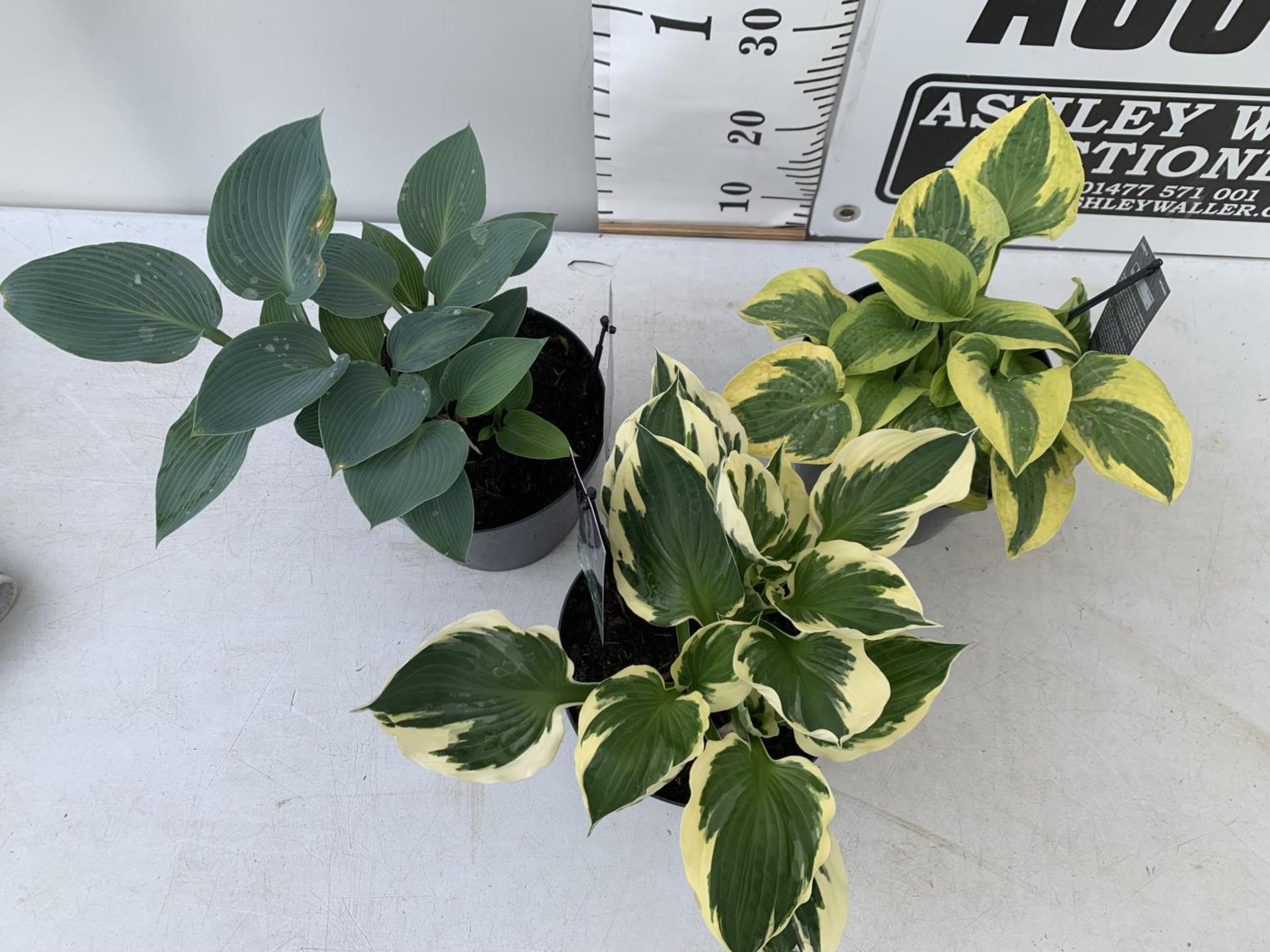 THREE MIXED VARIETY HOSTAS TO INCLUDE WIDE BRIM, HALCYON AND PATRIOT IN 3 LTR POTS 30CM TALL TO BE - Image 2 of 5