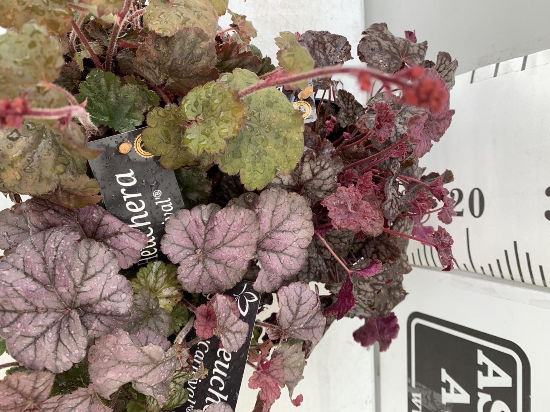 THREE HEUCHERA 'CARNIVAL' IN 2 LTR POTS PLUS VAT TO BE SOLD FOR THE THREE - Image 6 of 9