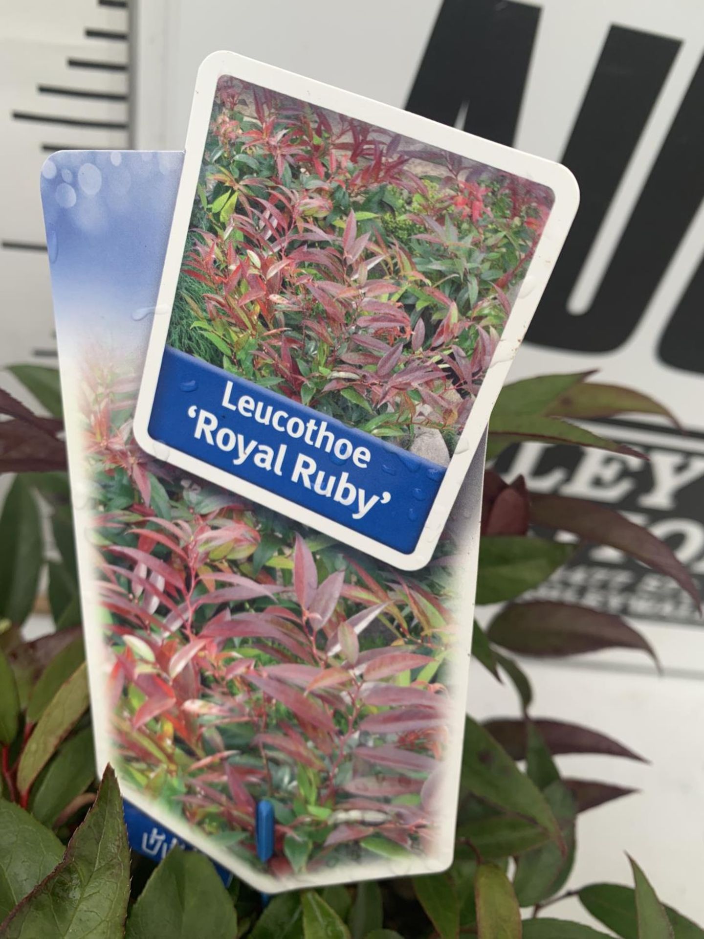 TWO LEUCOTHOE 'ROYAL RUBY' AND 'BURNING LOVE' IN 2 LTR POTS 35CM TALL PLUS VAT TO BE SOLD FOR THE - Image 4 of 6