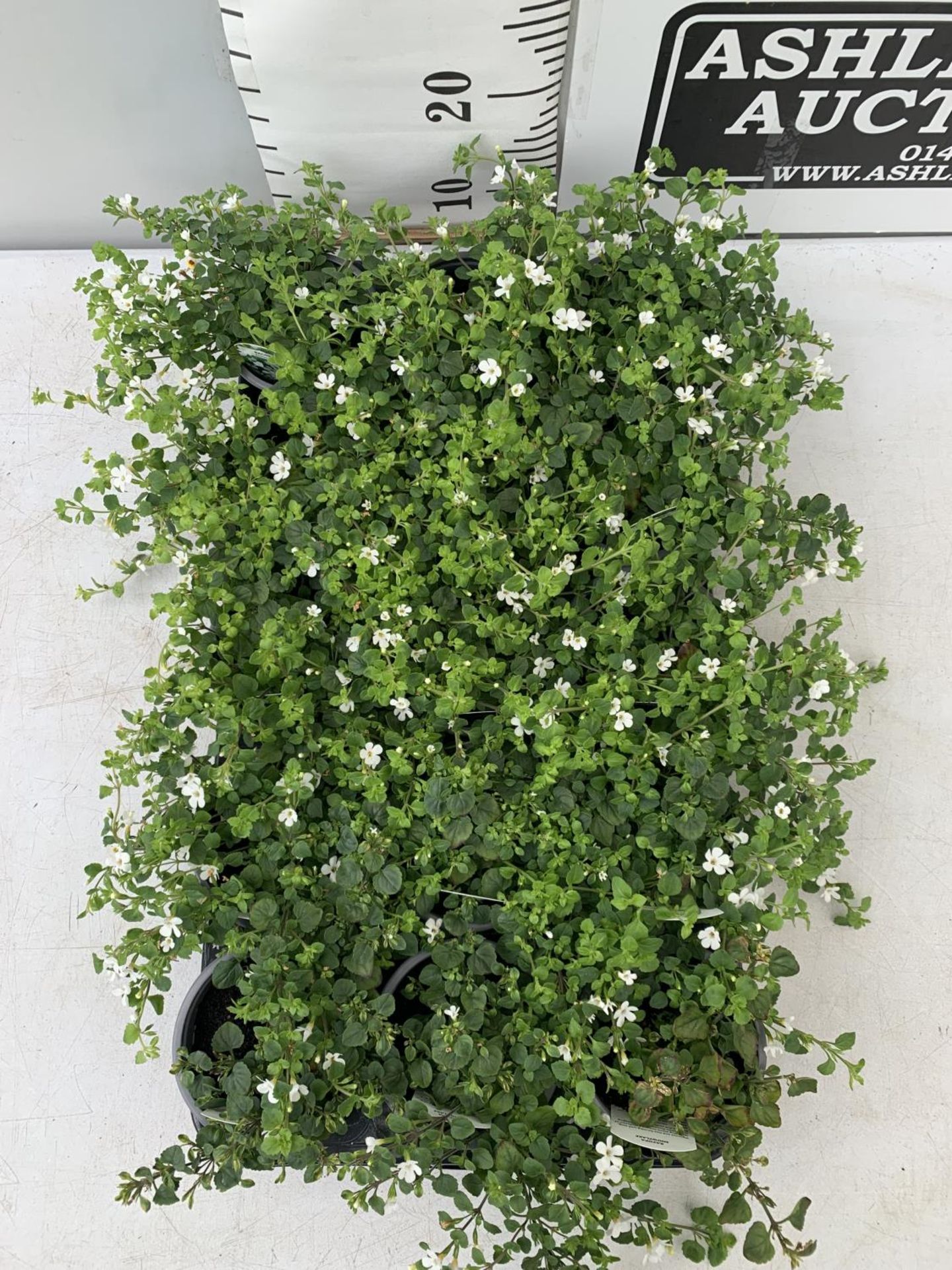 FIFTEEN BACOPA 'SNOWFLAKE' BEDDING PLANTS ON A TRAY PLUS VAT TO BE SOLD FOR THE FIFTEEN - Image 2 of 4