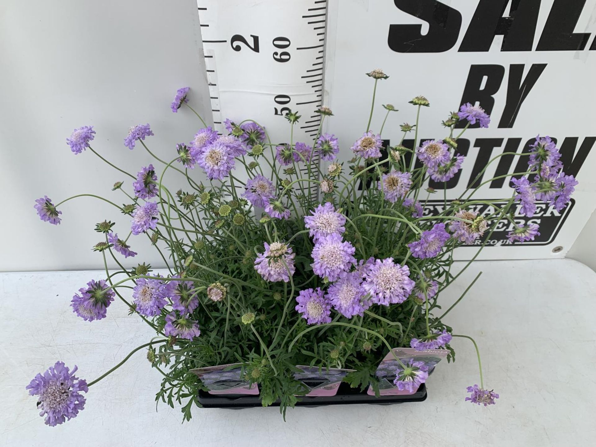 SIX SCABIOSA BUTTERFLY BLUE IN 2 LTR POTS 50-60CM TALL TO BE SOLD FOR THE SIX PLUS VAT - Image 2 of 4