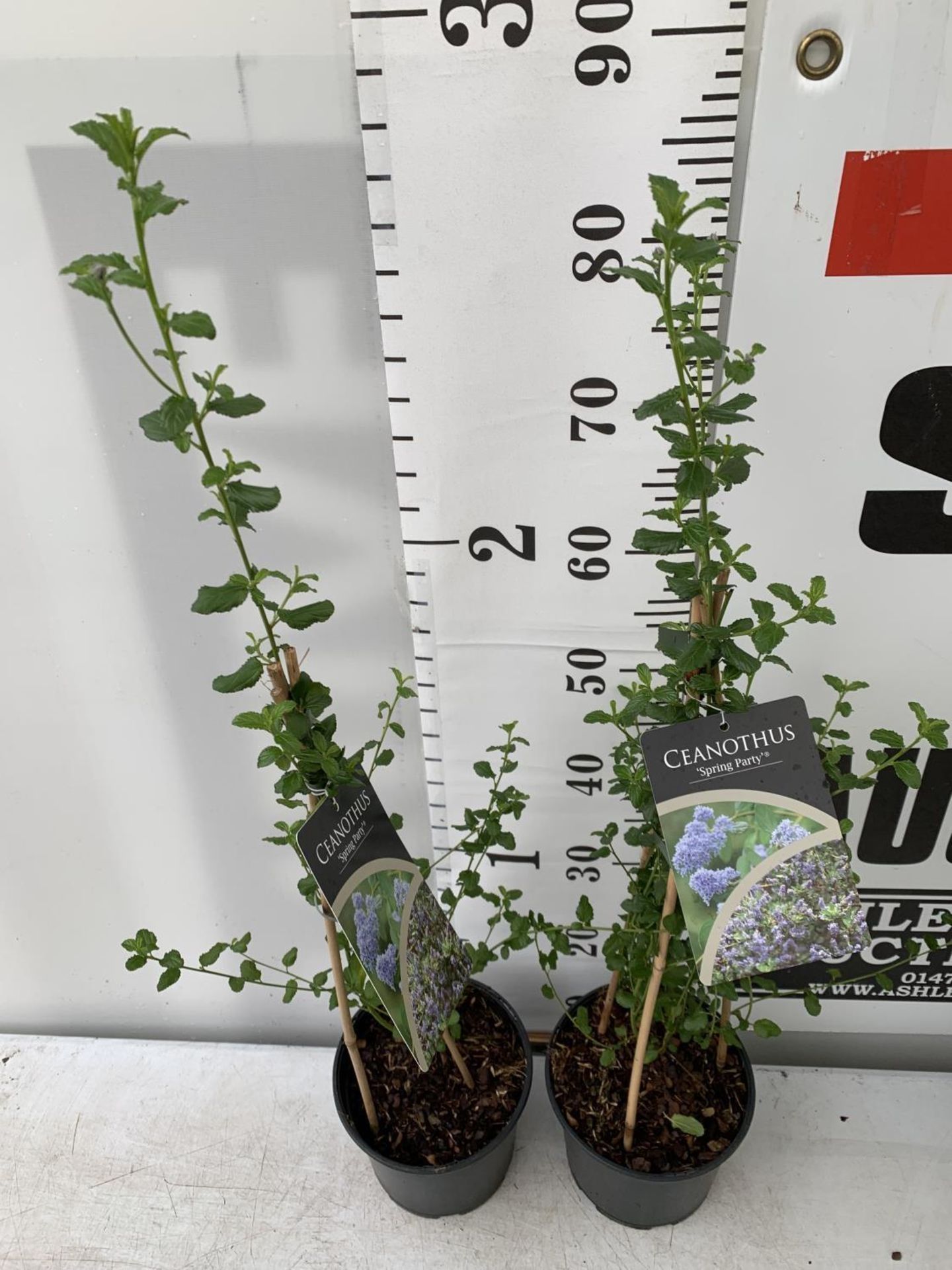 TWO CEANOTHUS 'SPRING PARTY' IN A 2 LTR POT ON A PYRAMID FRAME 90CM TALL PLUS VAT TO BE SOLD FOR THE - Image 3 of 7