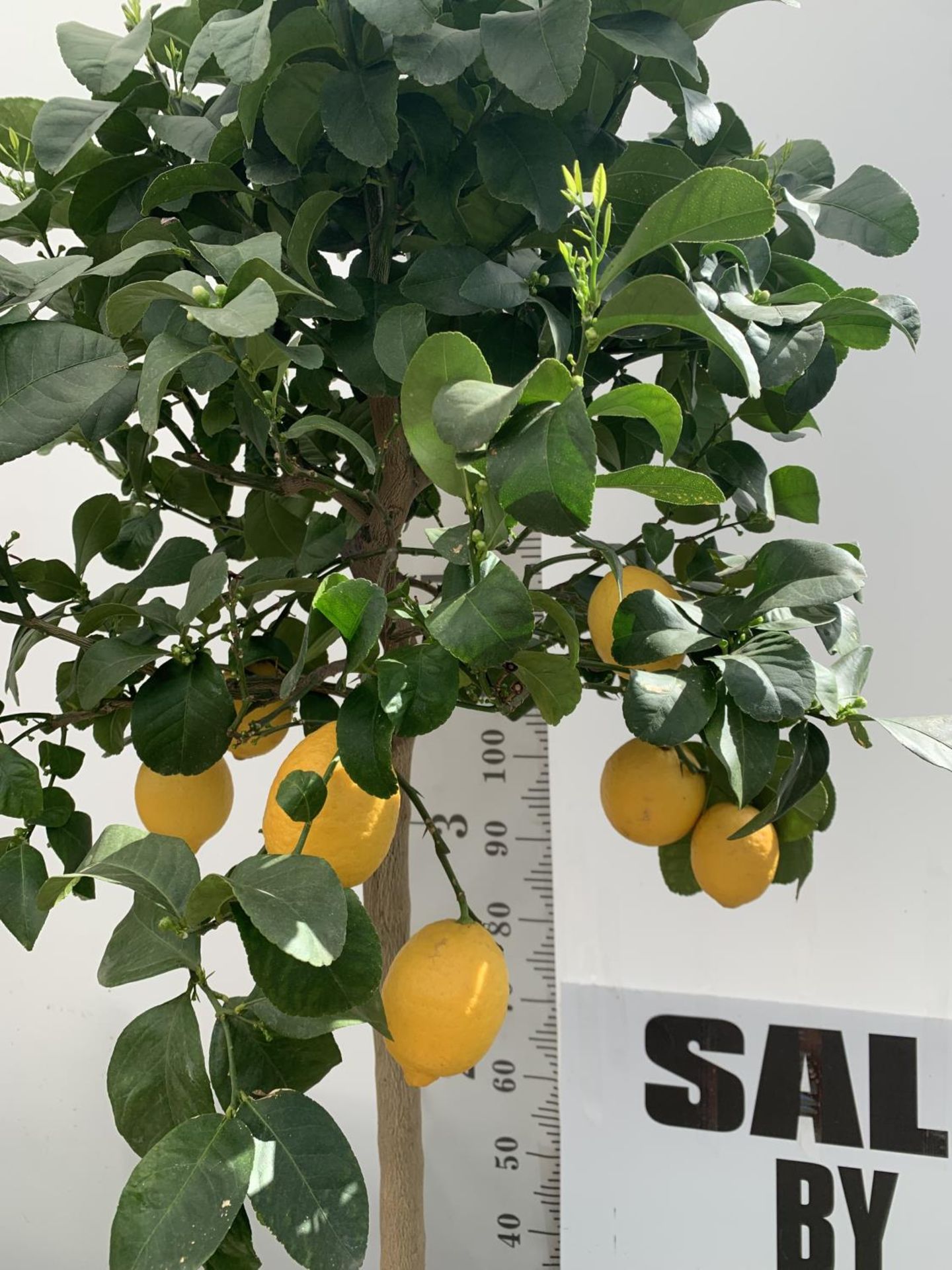 A CITRUS LEMON TREE OVER 180CM TALL WITH FRUIT IN A 25 LTR POT NO VAT - Image 2 of 7