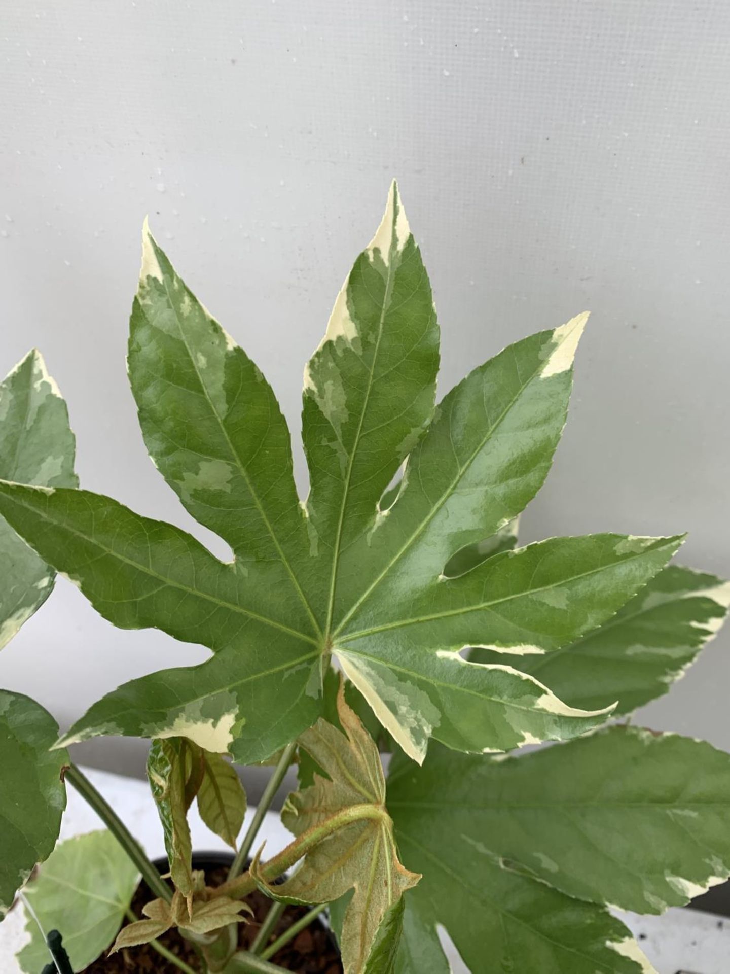 TWO FATSIA JAPONICA VARIEGATA AND FATSIA POLYCARPA 'GREEN FINGERS' IN 2 LTR POTS 50CM TALL PLUS - Image 8 of 8