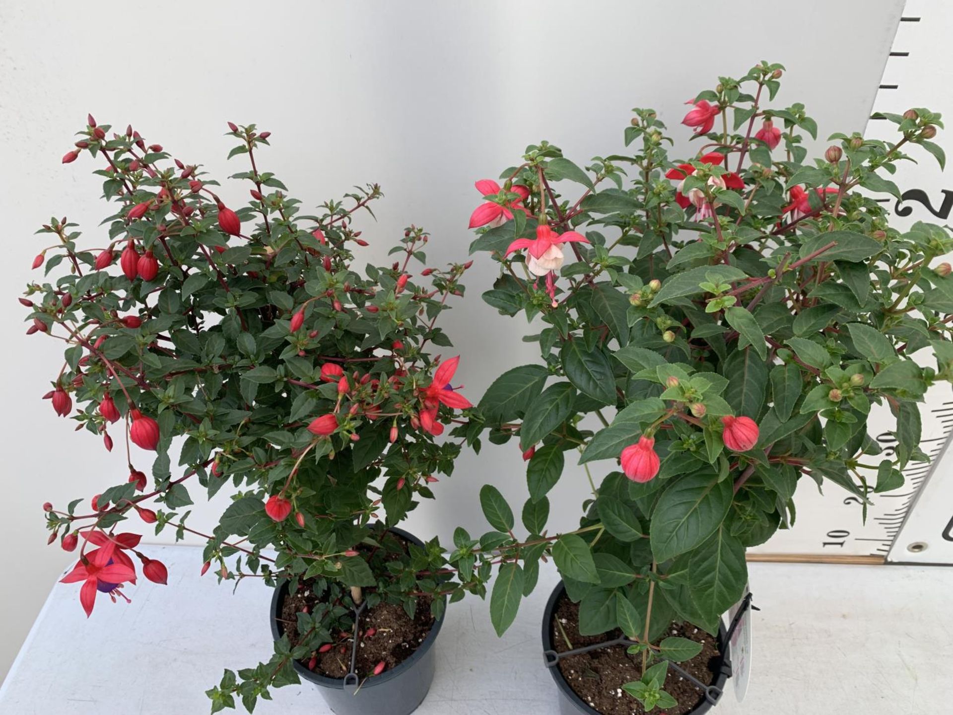 TWO BELLA STANDARD RED/WHITE AND RED/PURPLE FUCHSIA IN A 3 LTR POTS 70CM -80CM TALL TO BE SOLD FOR - Image 2 of 5