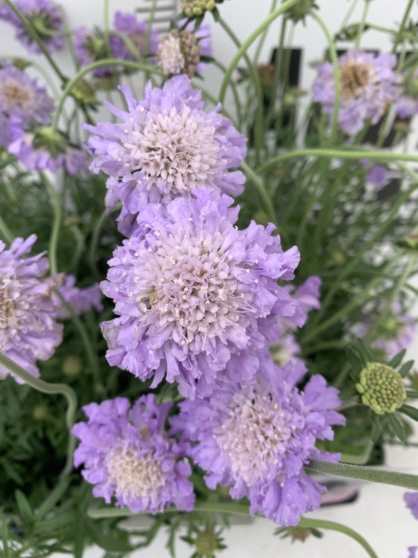 SIX SCABIOSA BUTTERFLY BLUE IN 2 LTR POTS 50-60CM TALL TO BE SOLD FOR THE SIX PLUS VAT - Image 3 of 4