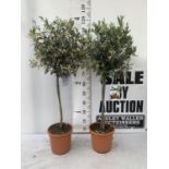 A PAIR OF STANDARD OLEA OLIVE EUROPAEA TREES IN 4 LTR POTS 120CM TALL TO BE SOLD FOR THE TWO NO VAT