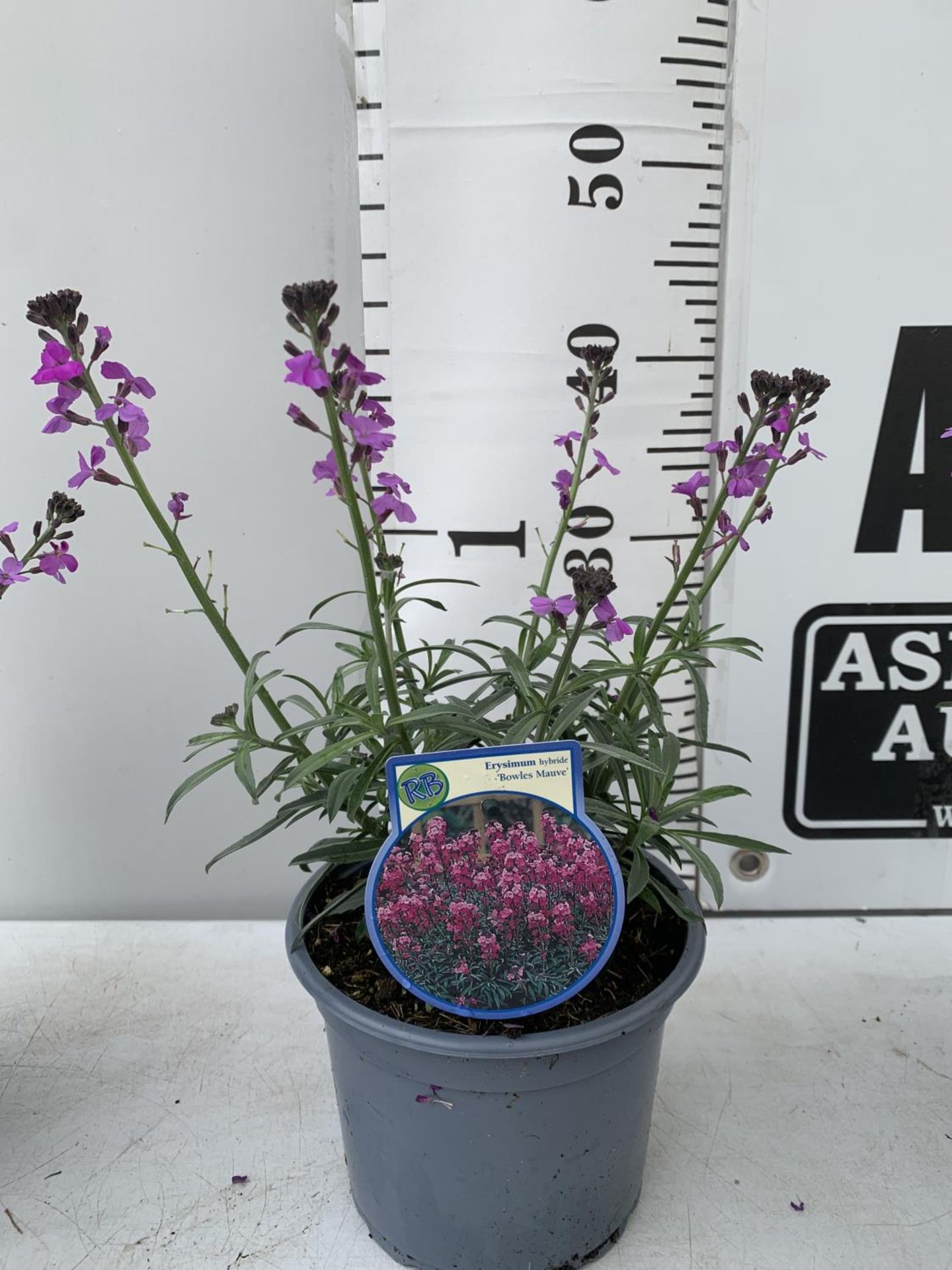 SIX ERYSIMUM BOWLES MAUVE IN 2 LTR POTS 40-50CM TALL TO BE SOLD FOR THE SIX PLUS VAT - Image 3 of 5
