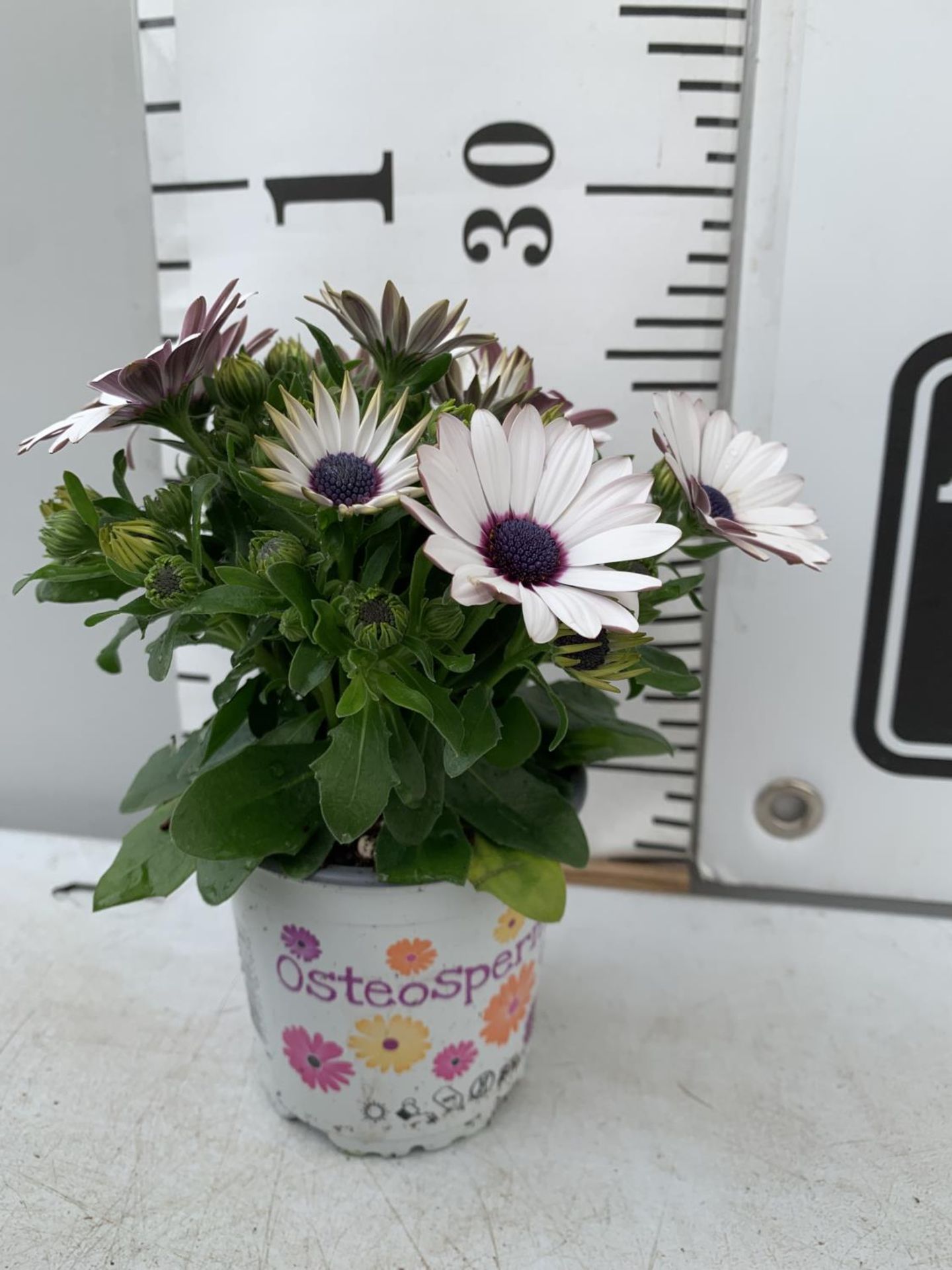 TWELVE WHITE COLOURED OSTEOSPERMUM PLANTS ON A TRAY TO BE SOLD FOR THE TWELVE PLUS VAT - Image 4 of 5