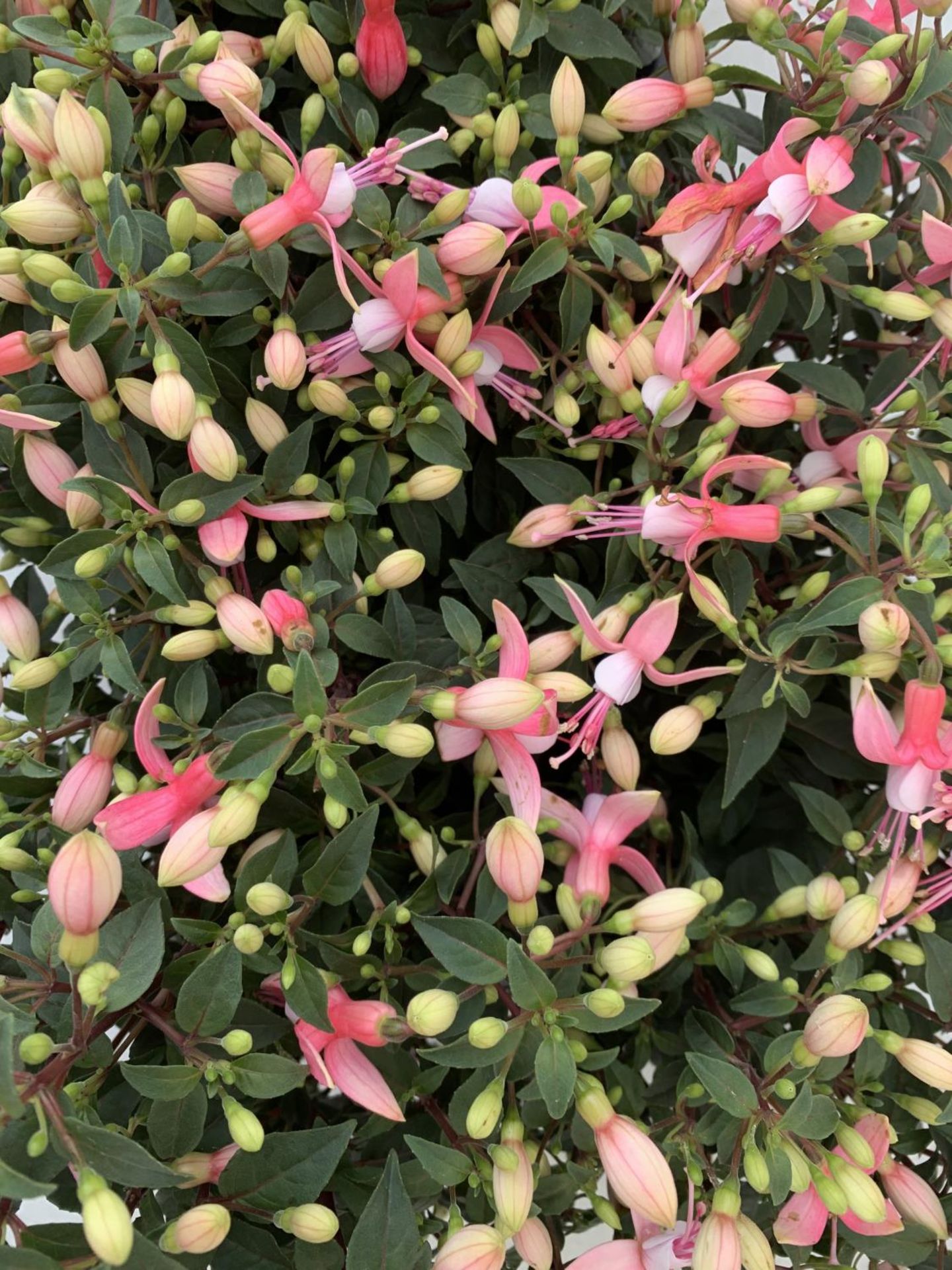 NINE FUCHSIA BELLA PINK IN 20CM POTS 20-30CM TALL TO BE SOLD FOR THE NINE PLUS VAT - Image 6 of 6