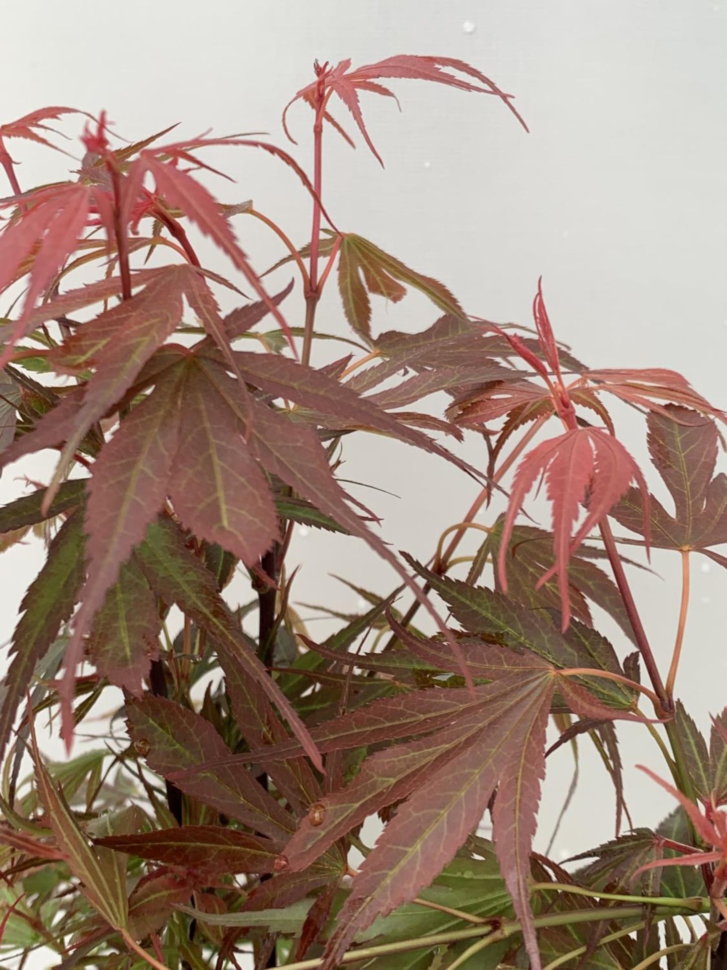TWO ACER PALMATUM JAPANESE JEWELS TO INCLUDE TAYLOR AND SHAINIA IN 3 LTR POTS 60-70CM TALL TO BE - Image 7 of 9