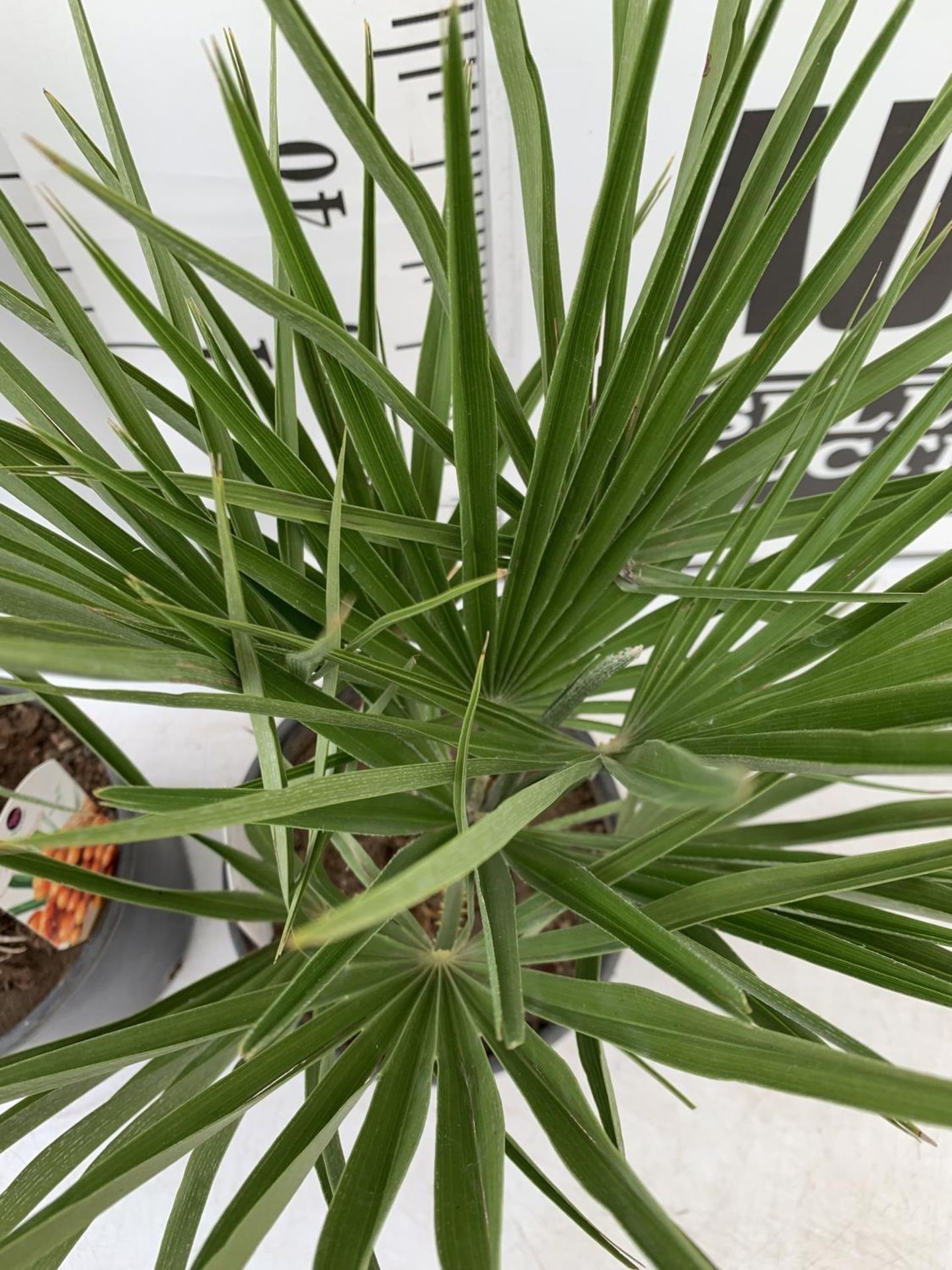TWO CHAMAEROPS HUMILIS HARDY IN 3 LTR POTS APPROX 60CM IN HEIGHT PLUS VAT TO BE SOLD FOR THE TWO - Image 5 of 6