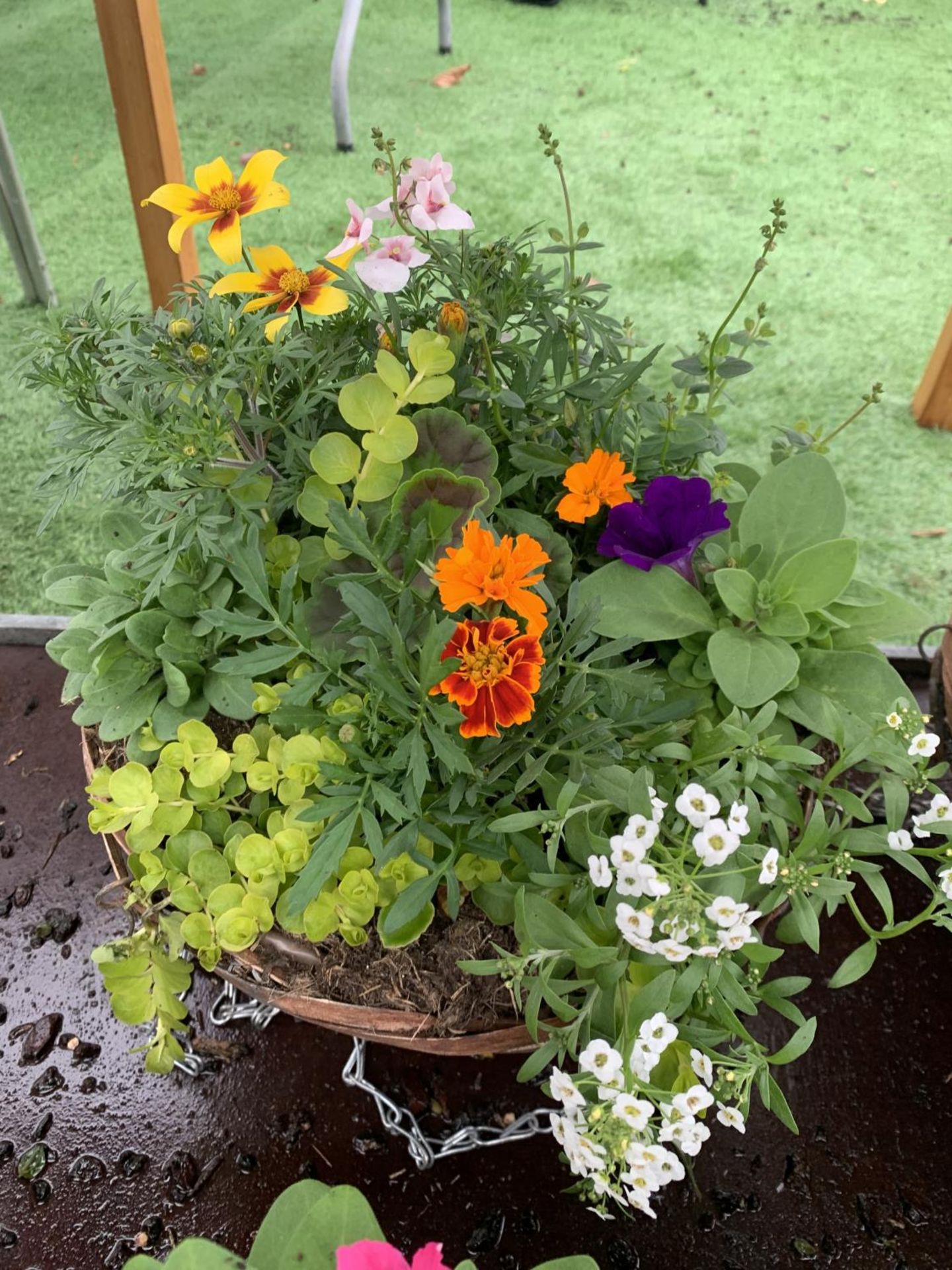FOUR WICKER HANGING BASKETS WITH MIXED BEDDING AND TRAILING PLANTS TO INCLUDE PETUNIA, MARIGOLD, - Bild 3 aus 7