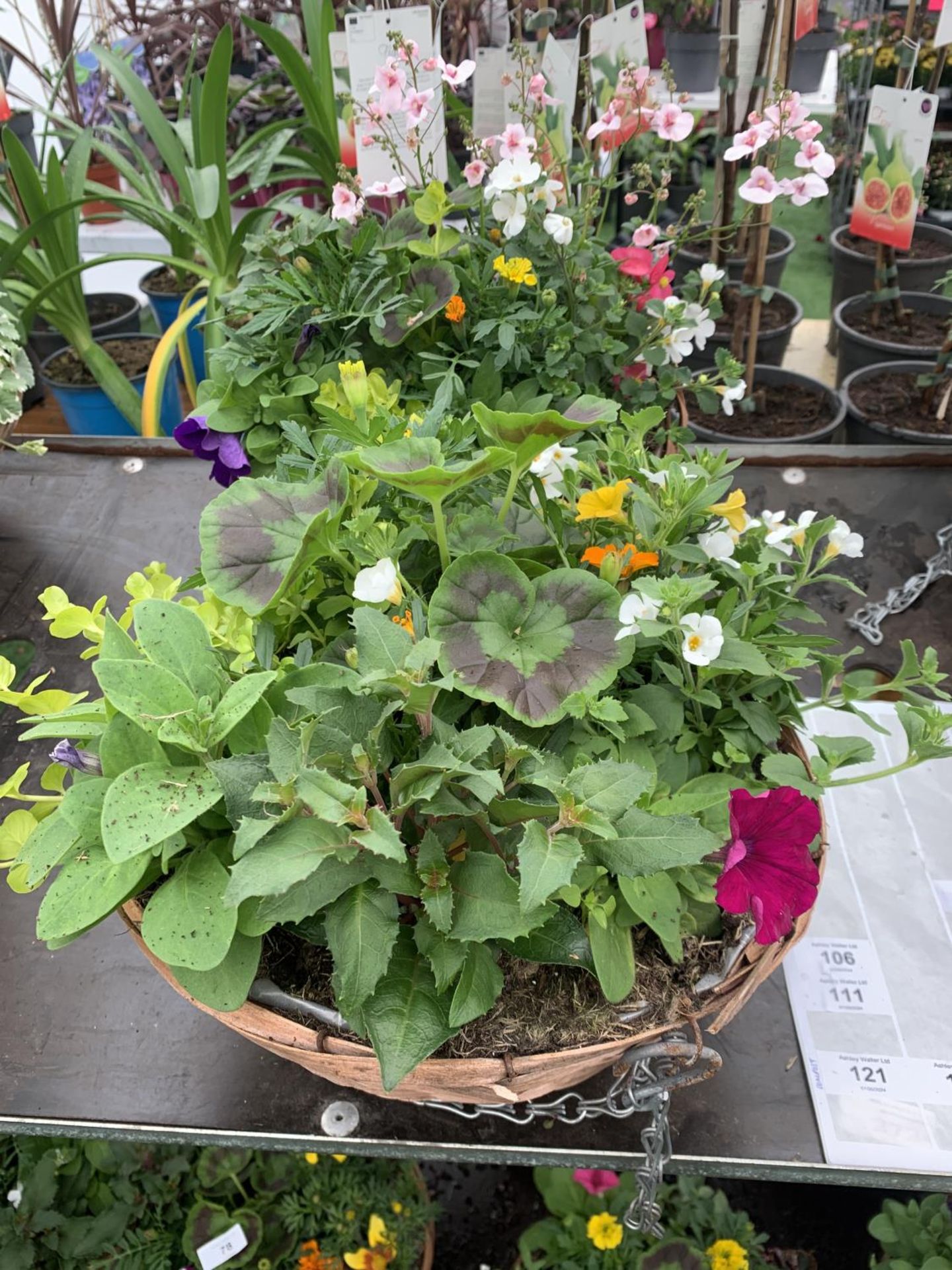 TWO WICKER HANGING BASKETS WITH MIXED BEDDING AND TRAILING PLANTS TO INCLUDE PETUNIA, MARIGOLD, - Bild 6 aus 9