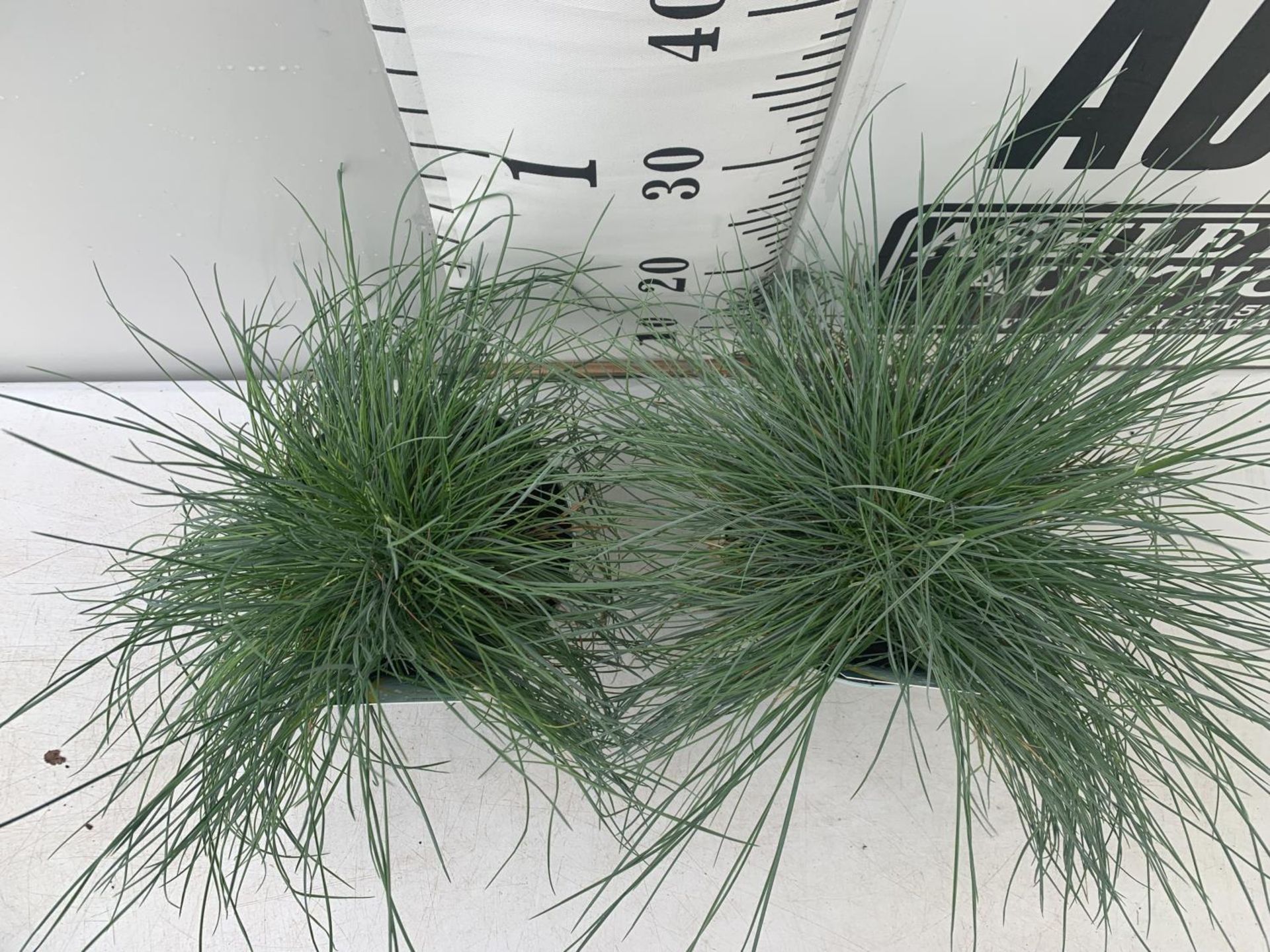 TWO FESTUCA GLAUCA 'INTENSE BLUE' ORNAMENTAL GRASSES IN 2 LTR POTS APPROX 35CM IN HEIGHT PLUS VAT TO - Image 2 of 4