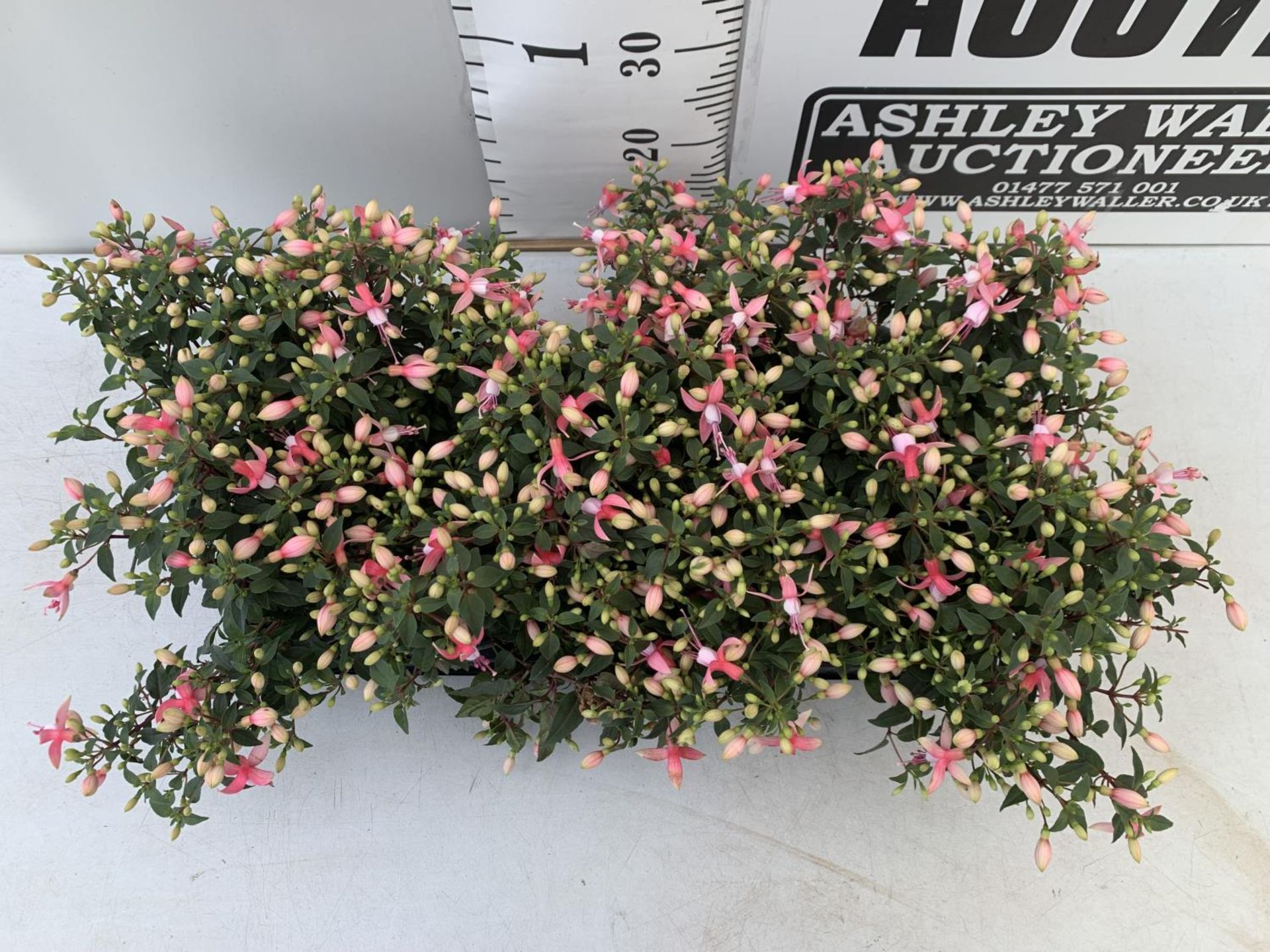 NINE FUCHSIA BELLA PINK IN 20CM POTS 20-30CM TALL TO BE SOLD FOR THE NINE PLUS VAT - Image 2 of 6