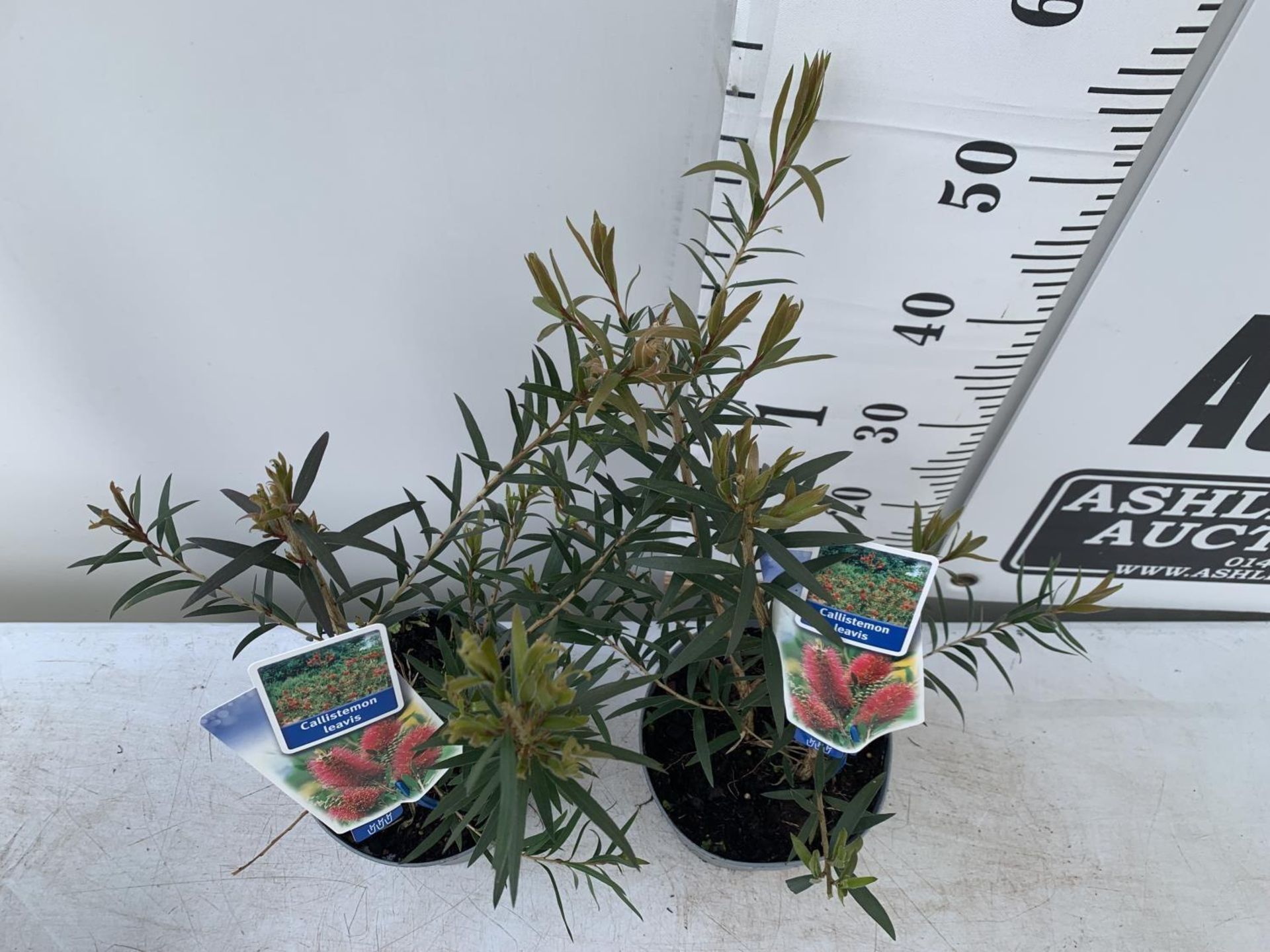 TWO CALLISTEMON LAEVIS IN 2 LTR POTS 50CM IN HEIGHT PLUS VAT TO BE SOLD FOR THE TWO - Image 3 of 9