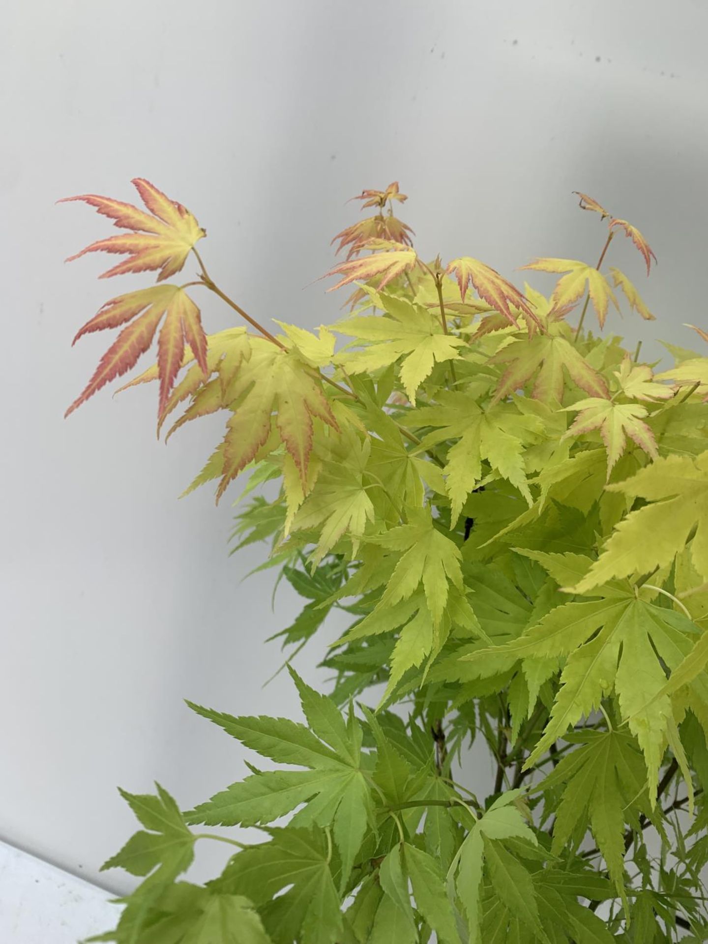 TWO ACER PALMATUM JAPANESE JEWELS IN 3 LTR POTS TO INCLUDE AN ORANGE DREAM AND A SHAINA 70 -80CM - Image 2 of 7
