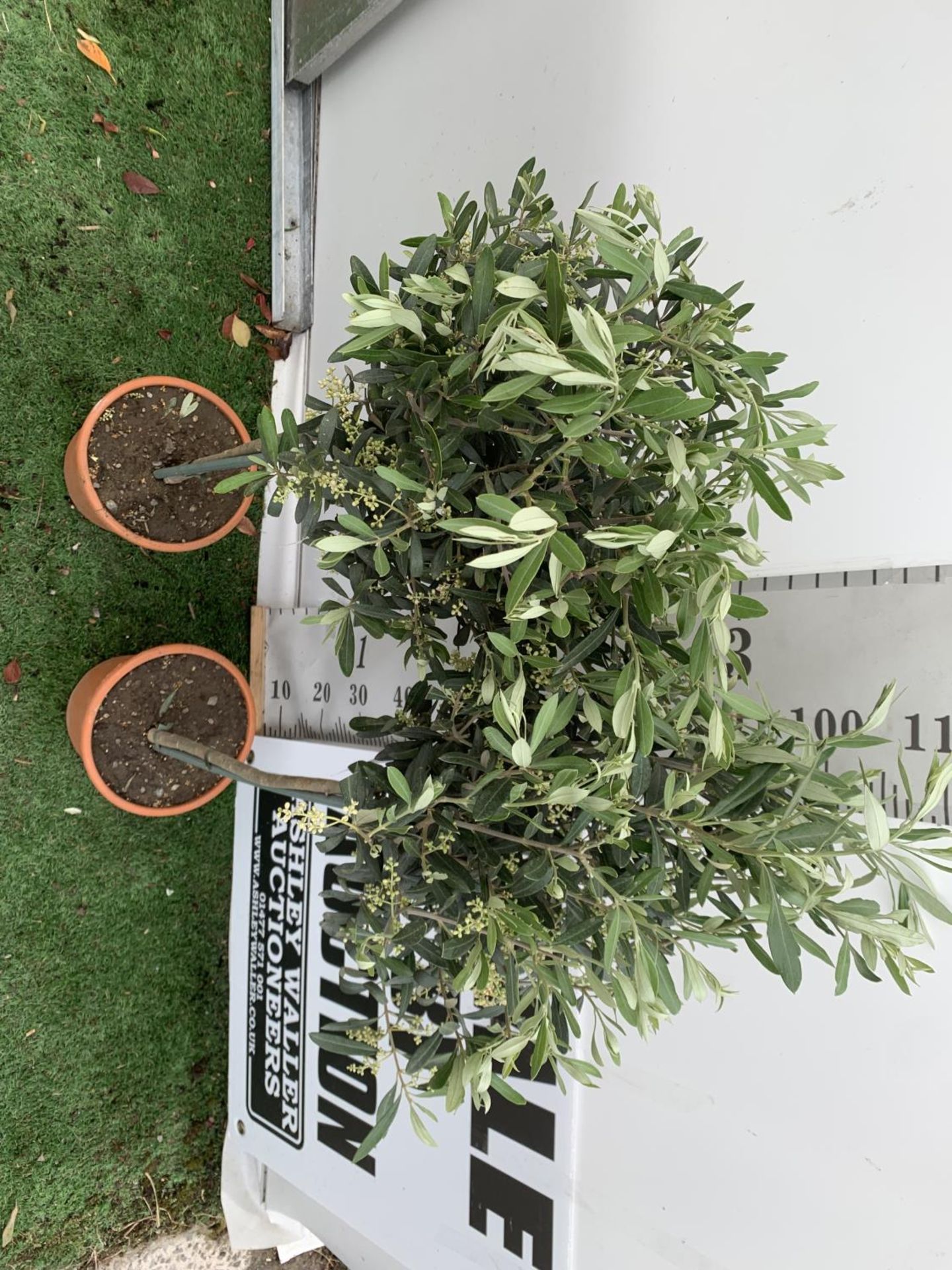 A PAIR OF STANDARD OLEA OLIVE EUROPAEA TREES IN 4 LTR POTS 120CM TALL TO BE SOLD FOR THE TWO NO VAT - Image 3 of 6