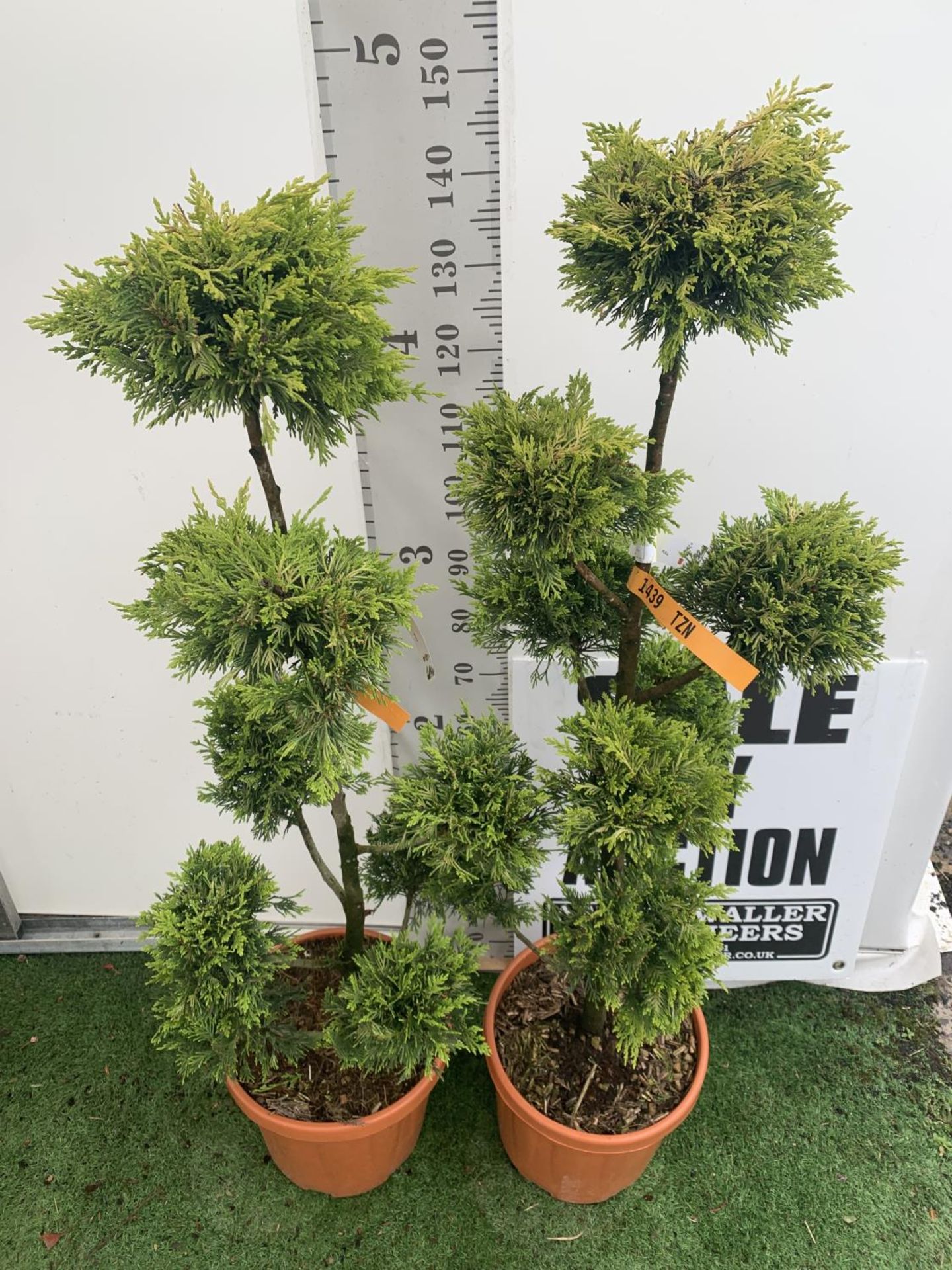 TWO POM POM TREES CUPRESSOCYPARIS LEYLANDII 'GOLD RIDER' APPROX 160CM IN HEIGHT IN 15 LTR POTS - Image 2 of 5