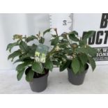 TWO VIBURNUM 'DAVIDII' IN 2LTR POTS APPROX 40CM IN HEIGHT TO BE SOLD FOR THE TWO PLUS VAT