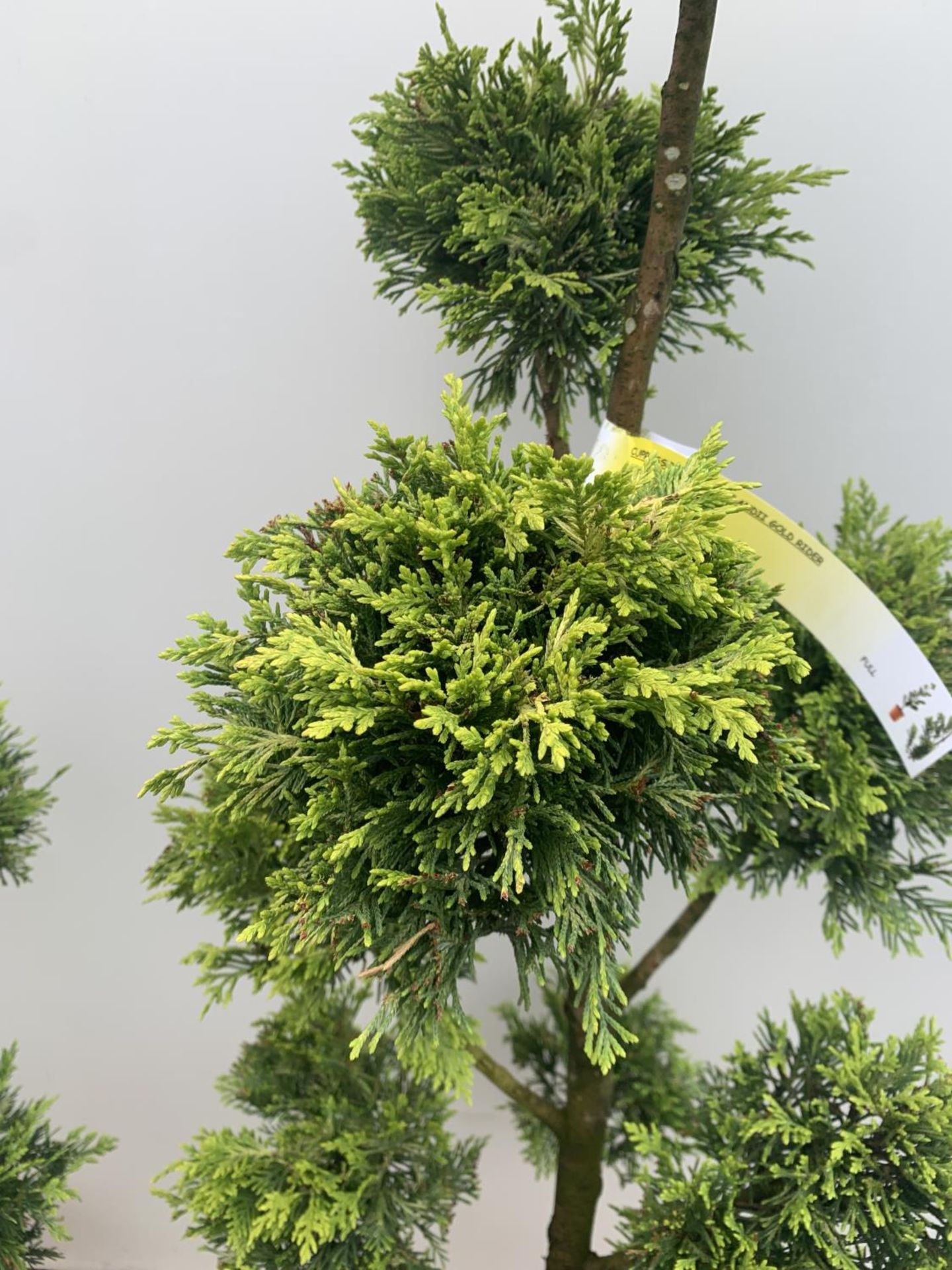 TWO POM POM TREES CUPRESSOCYPARIS LEYLANDII 'GOLD RIDER' APPROX 160CM IN HEIGHT IN 15 LTR POTS - Image 4 of 5
