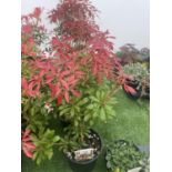 FIVE PIERIS MOUNTAIN FIRE 60CM TALL IN 2 LTR POTS TO BE SOLD FOR FIVE PLUS VAT