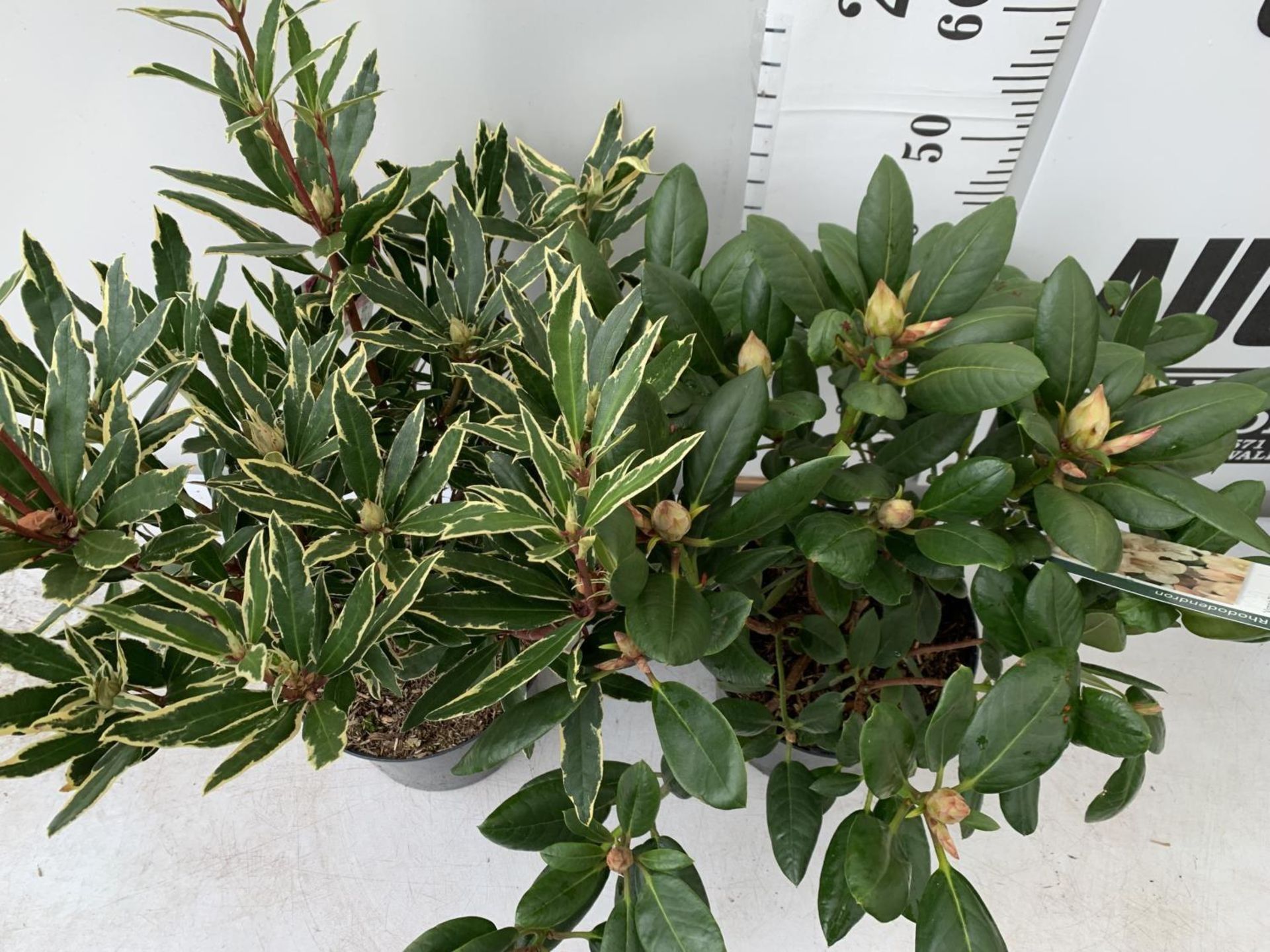 TWO RHODODENDRON PONTICUM VARIEGATUM AND VIRGINIA RICHARDS IN 5 LTR POTS 60CM TALL PLUS VAT TO BE - Image 2 of 6
