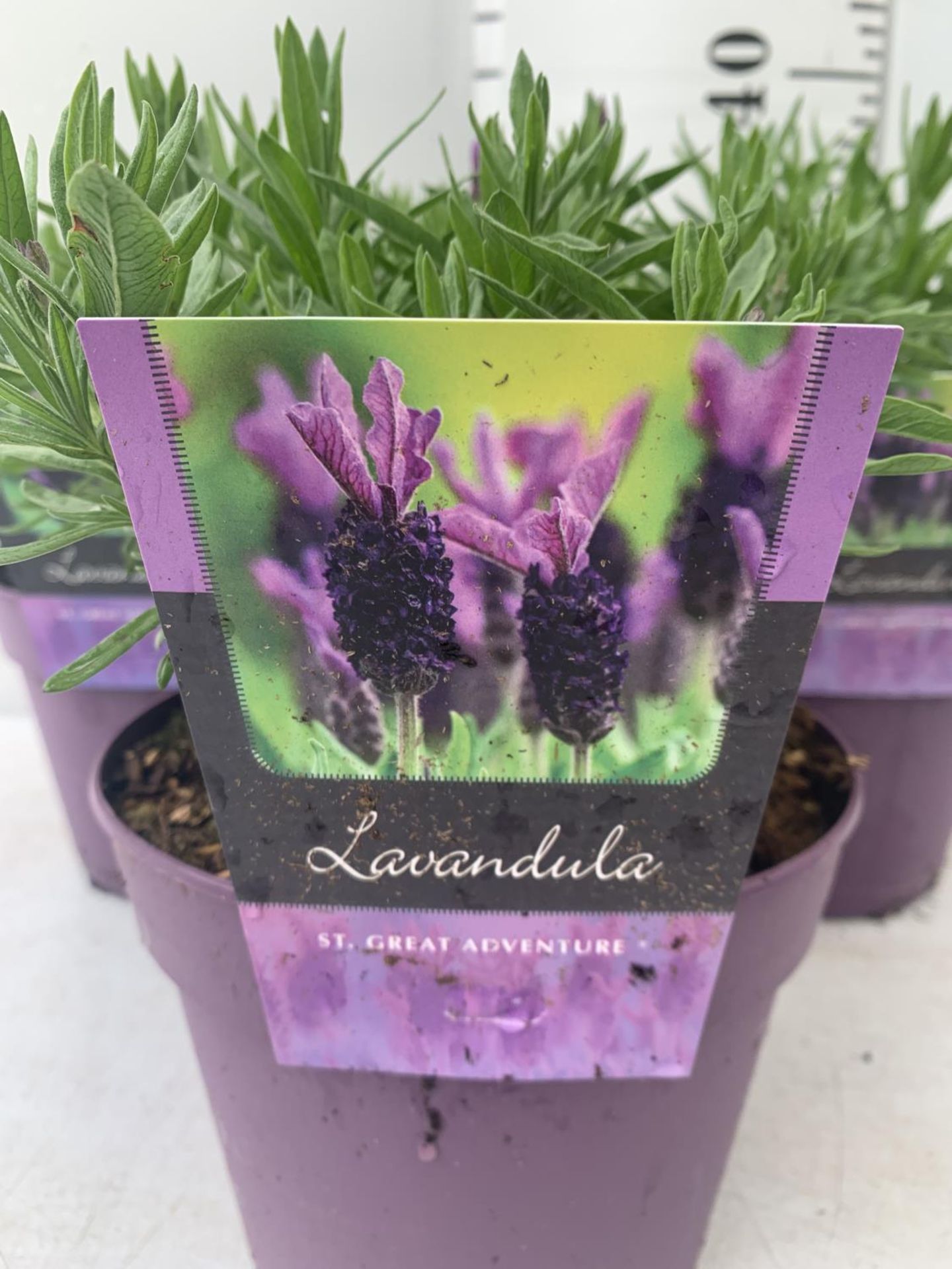 THREE LAVENDER PLANTS IN 2 LTR POTS APPROX 25CM IN HEIGHT PLUS VAT TO BE SOLD FOR THE THREE - Image 4 of 5