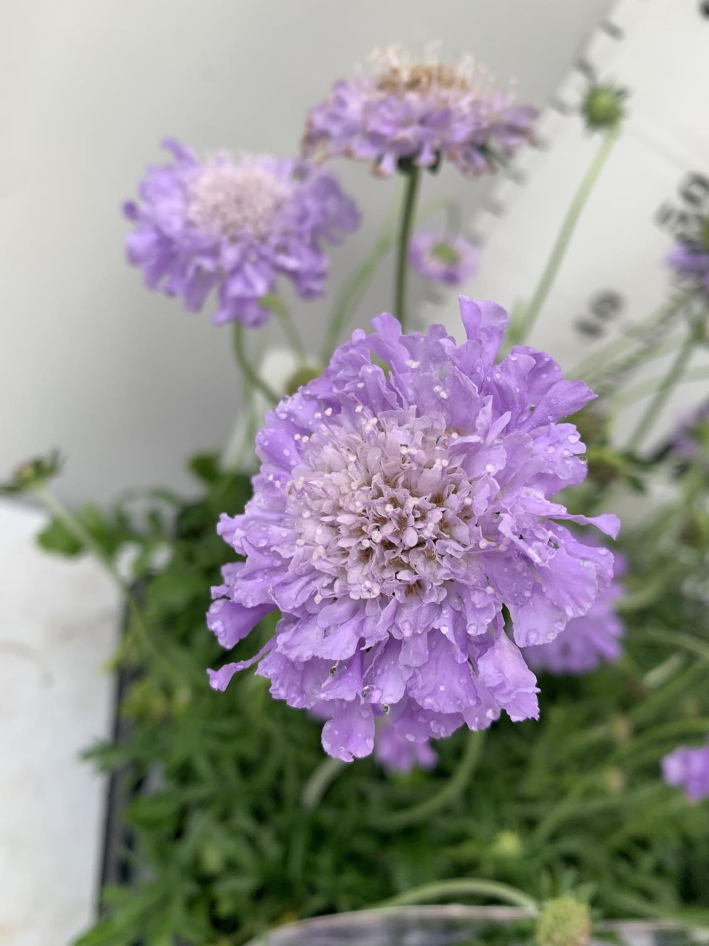 SIX SCABIOSA BUTTERFLY BLUE IN 2 LTR POTS 50-60CM TALL TO BE SOLD FOR THE SIX PLUS VAT - Bild 2 aus 5