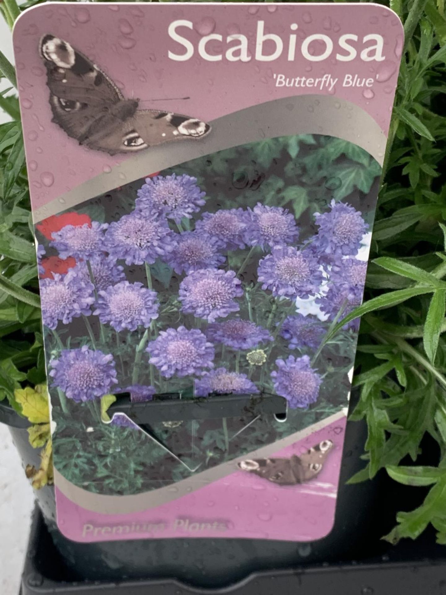 SIX SCABIOSA BUTTERFLY BLUE IN 2 LTR POTS 50-60CM TALL TO BE SOLD FOR THE SIX PLUS VAT - Bild 5 aus 5