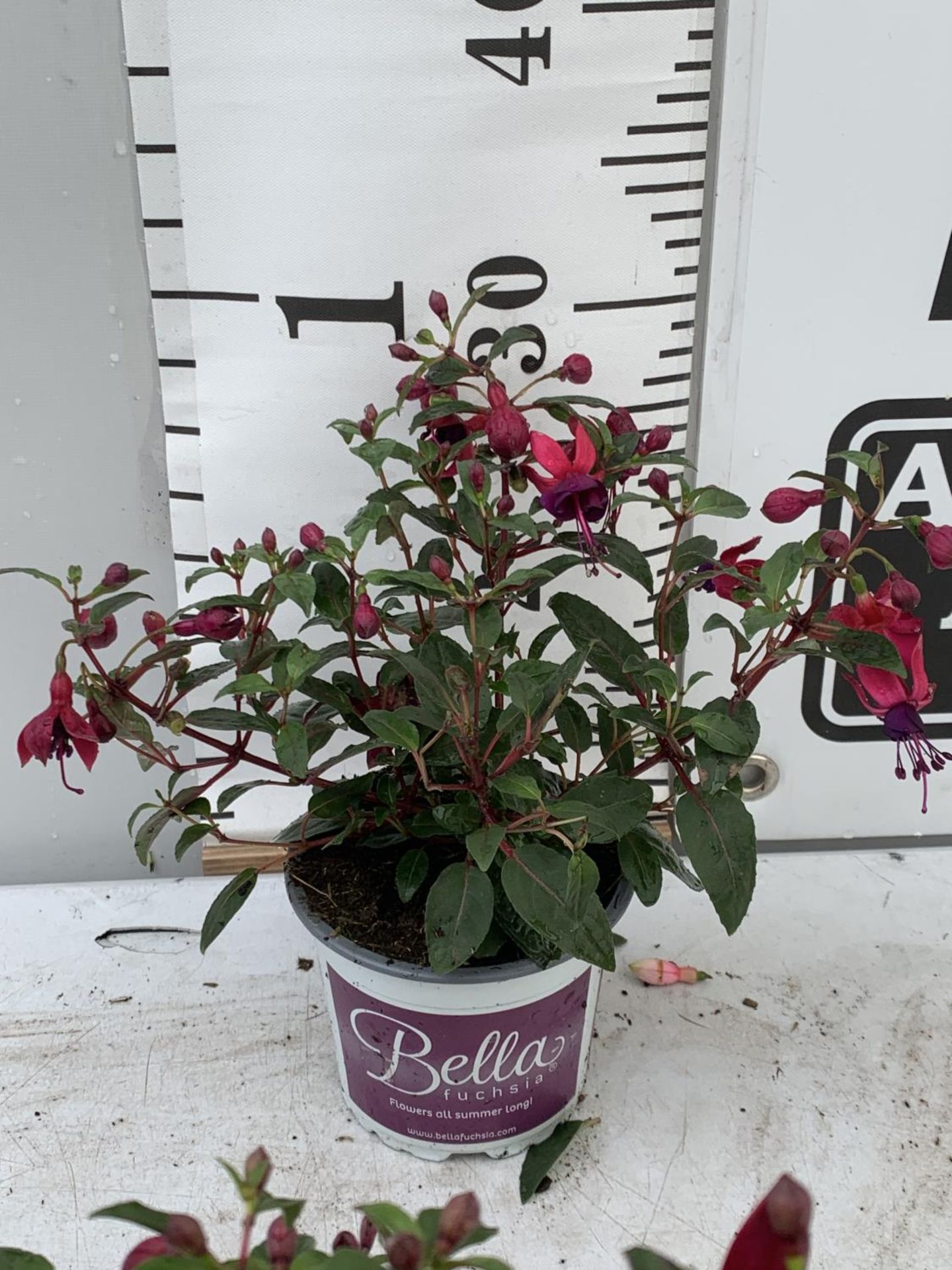 NINE FUCHSIA BELLA IN 20CM POTS 20-30CM TALL TO BE SOLD FOR THE NINE PLUS VAT - Image 5 of 5